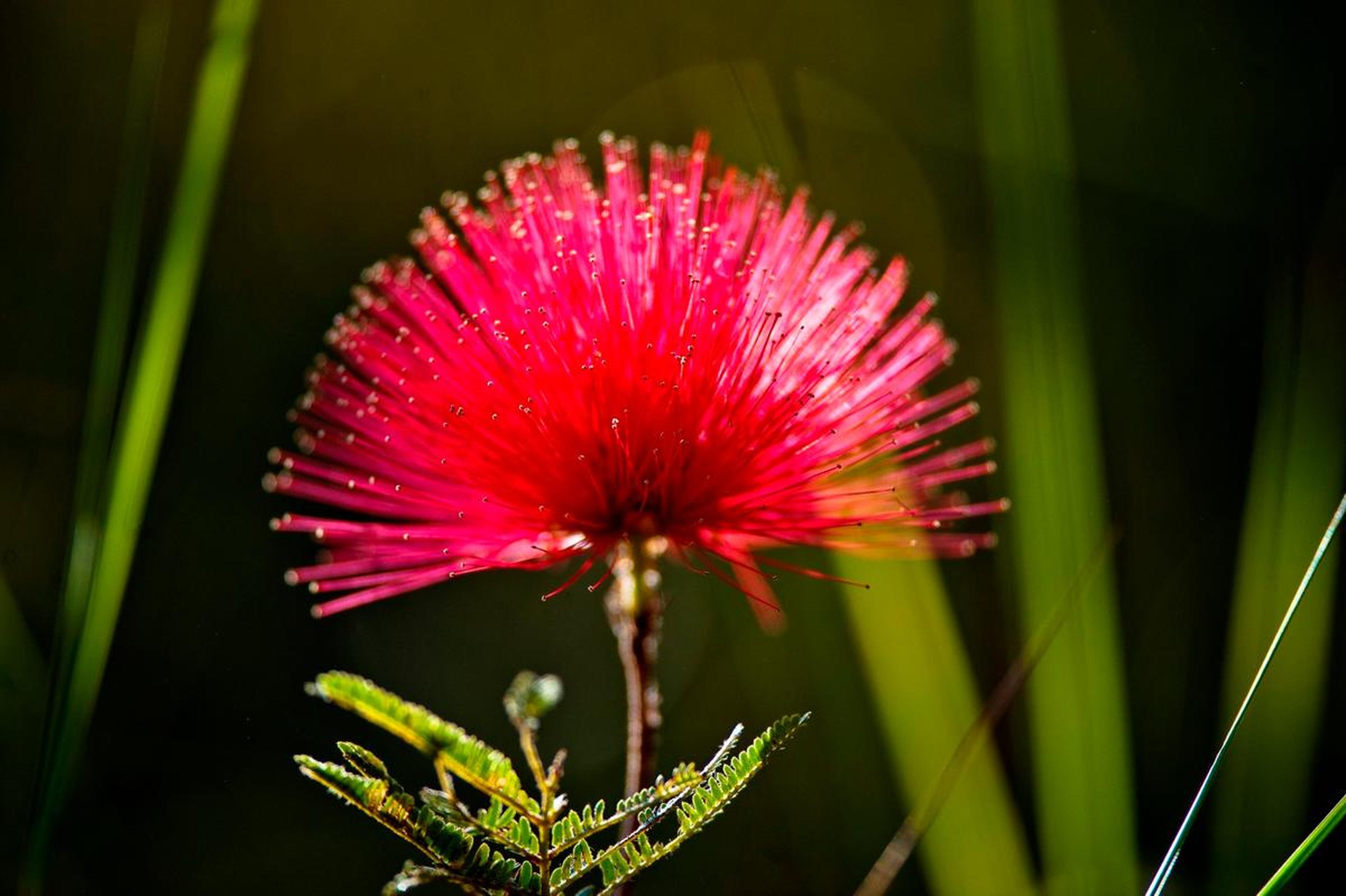 fel roze bloem