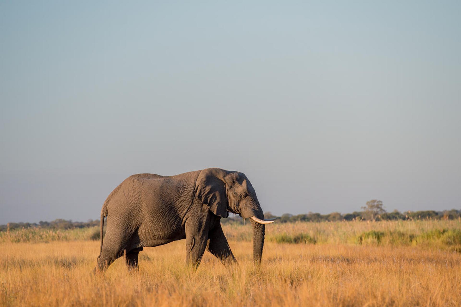 Olifant in Bwabwata National Park, Namibië