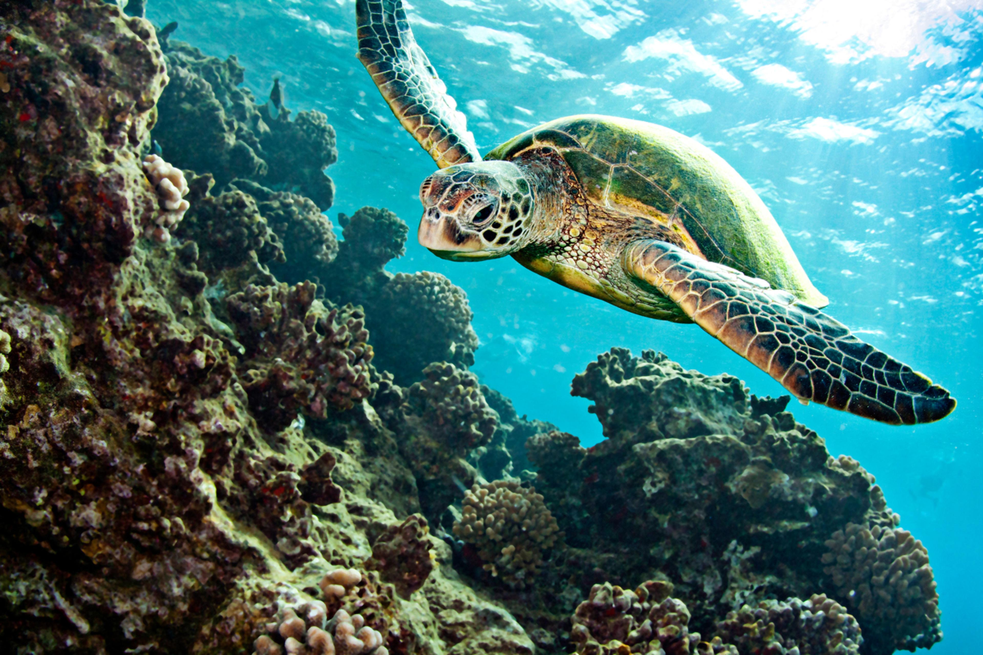 Schildpad zwemt in de zee
