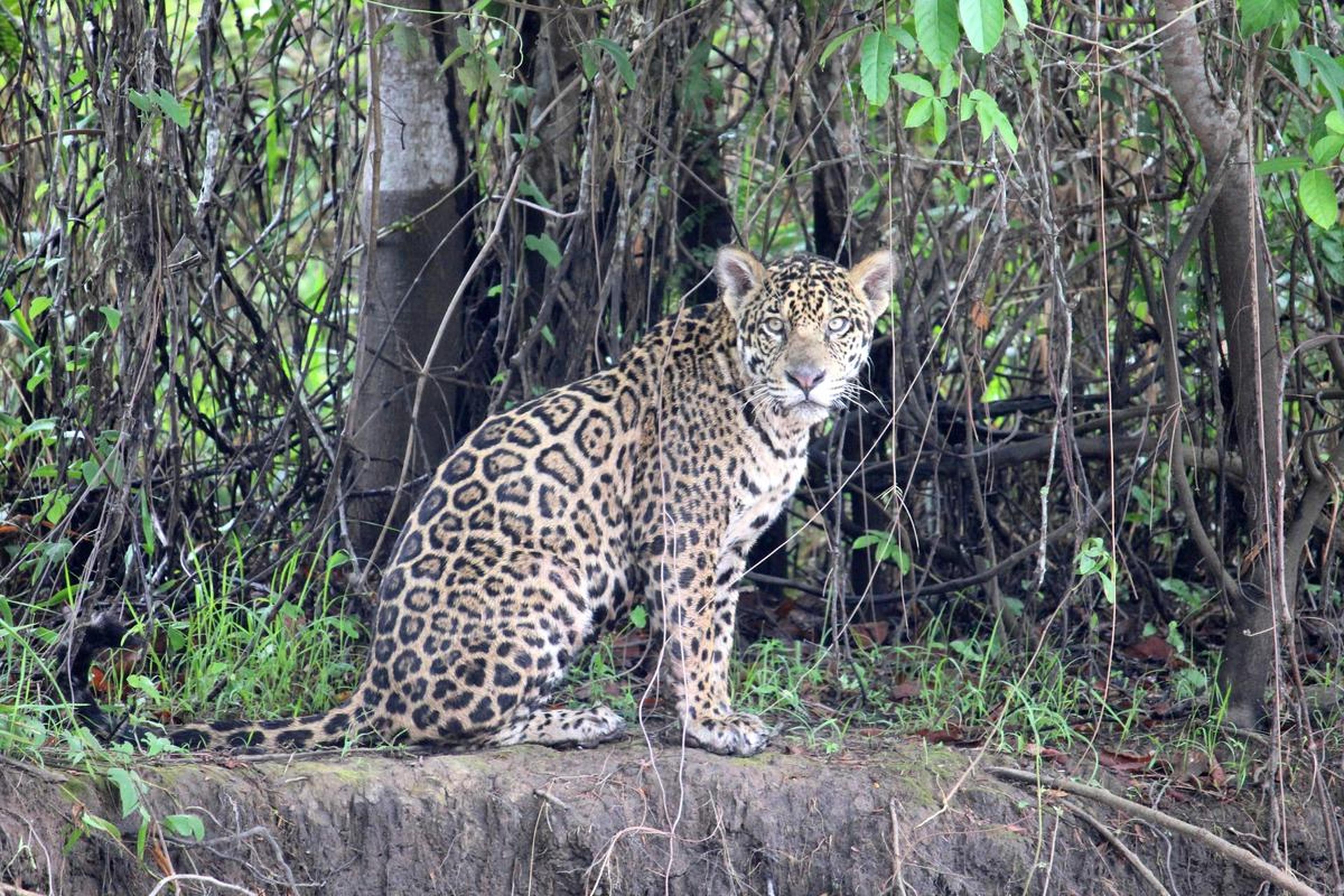 Jaguar 1
