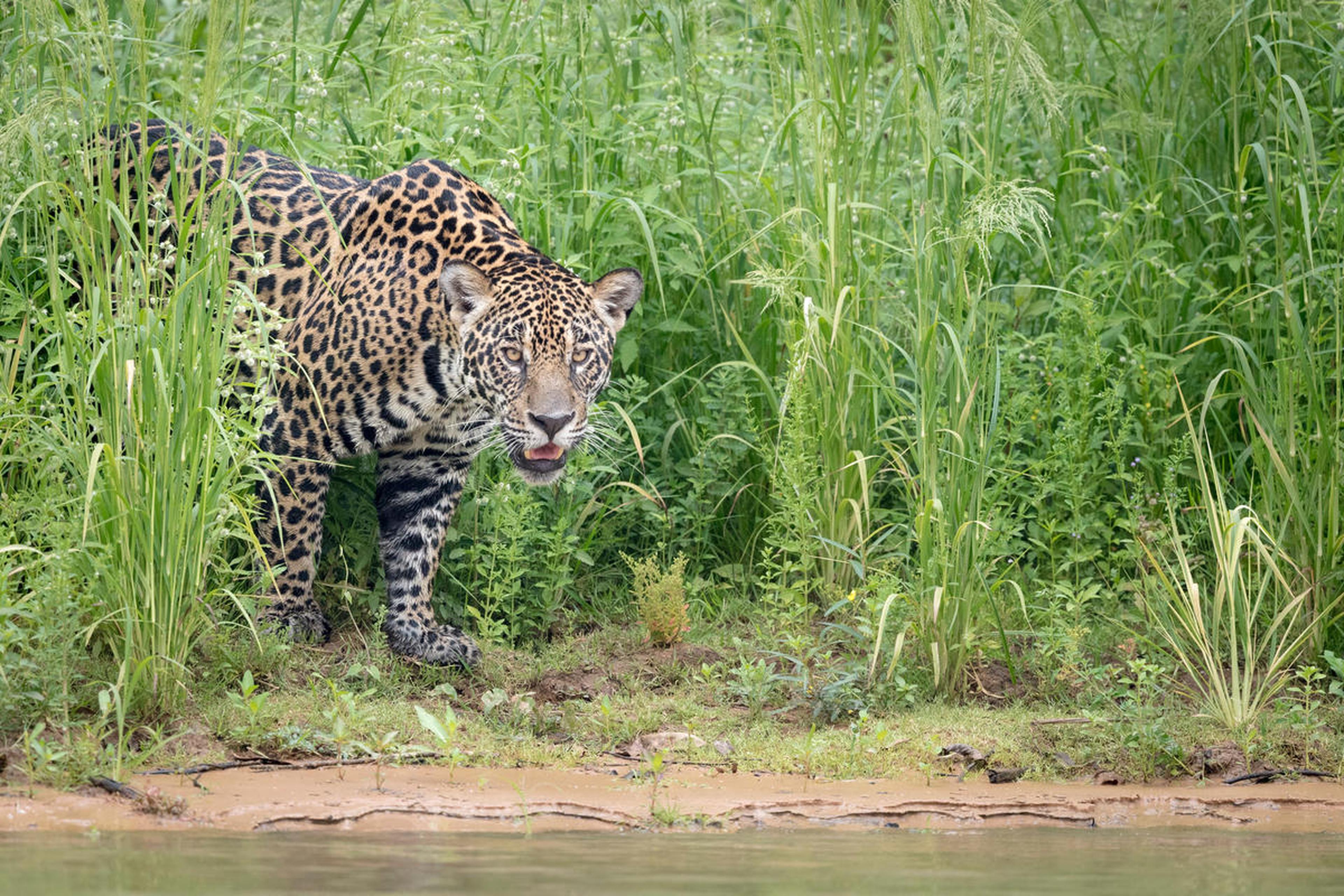 Jaguar 7