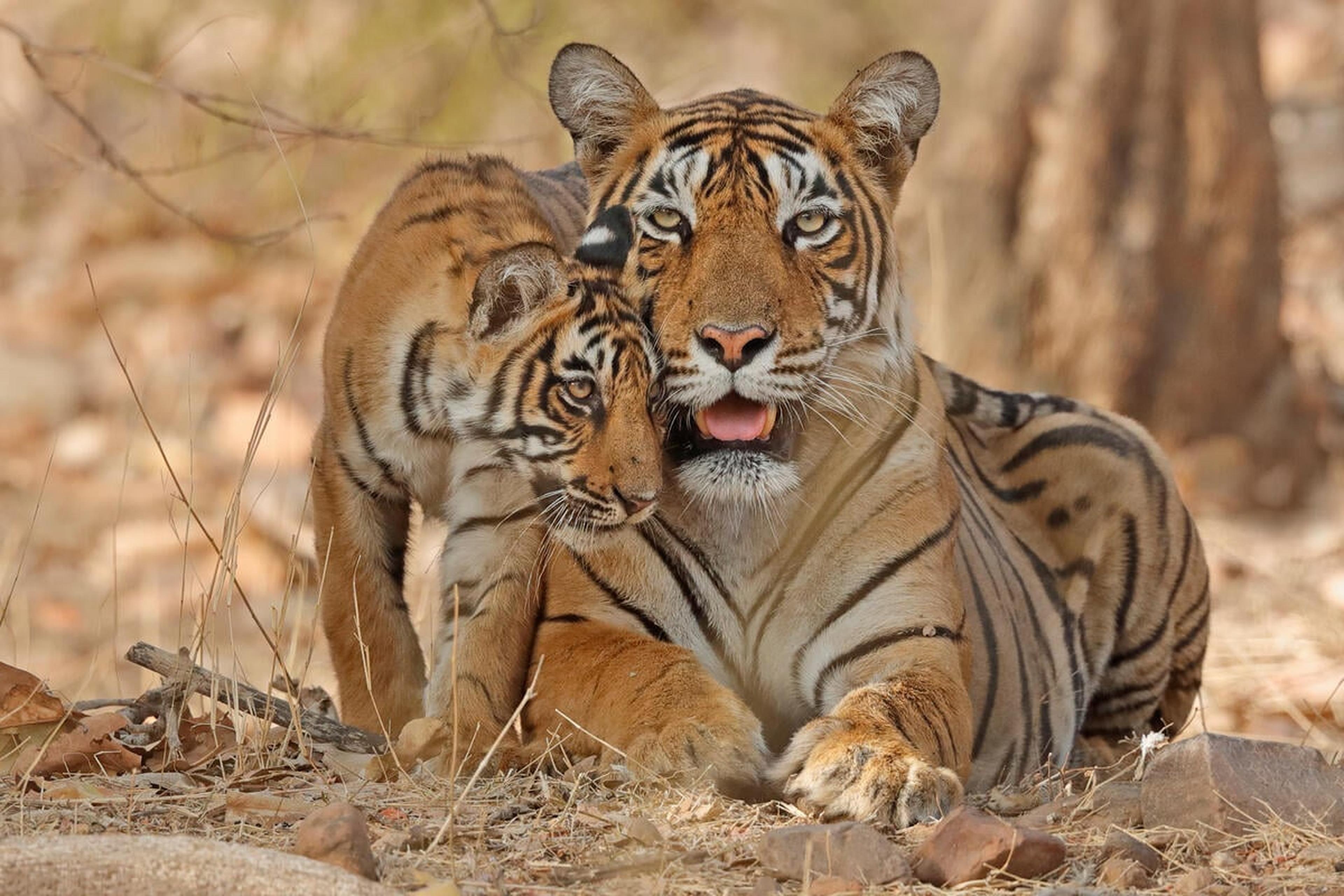 Bengaalse tijger met jong India