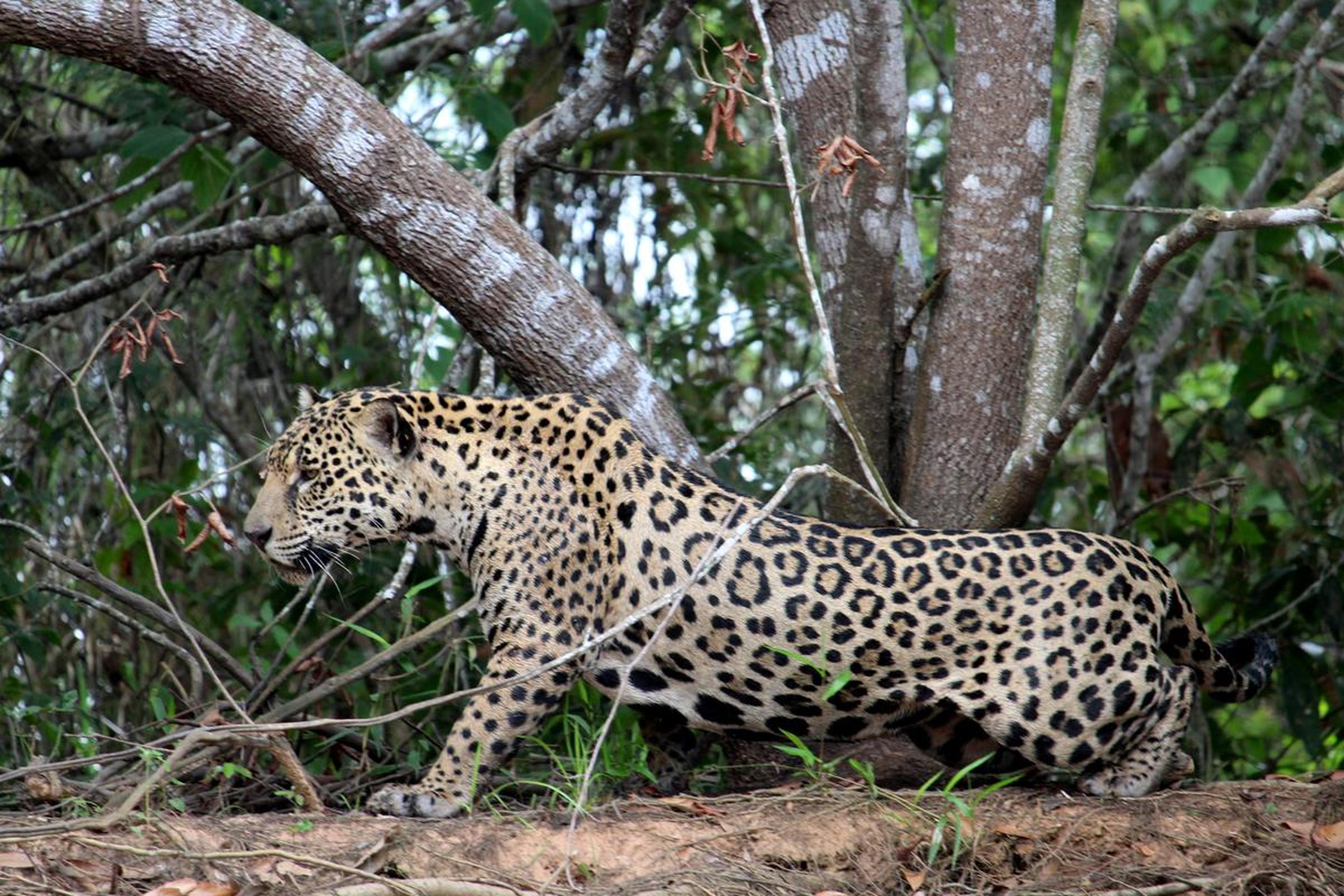 Jaguar 8