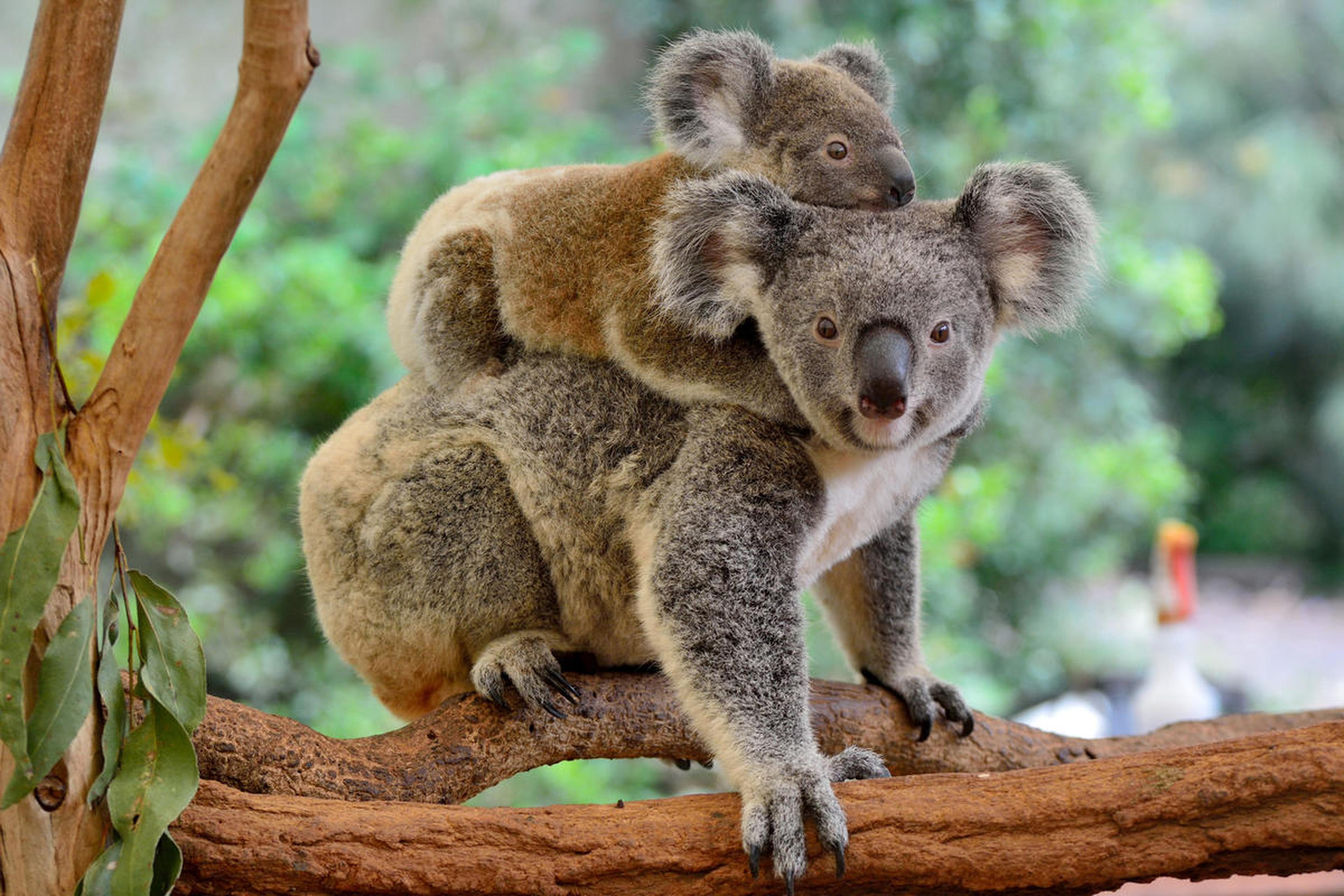Moeder koala met baby op haar rug