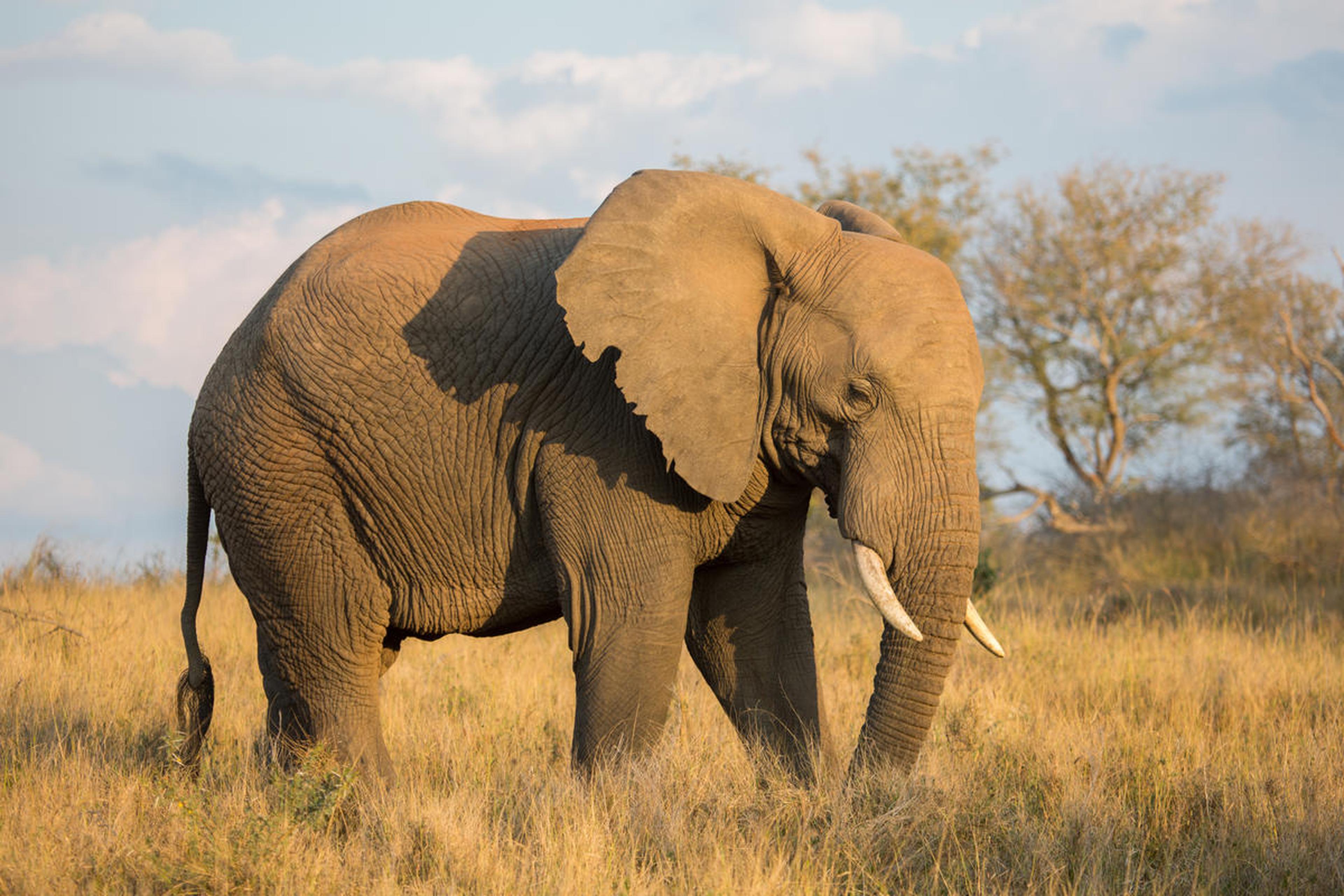 Afrikaanse savanneolifant