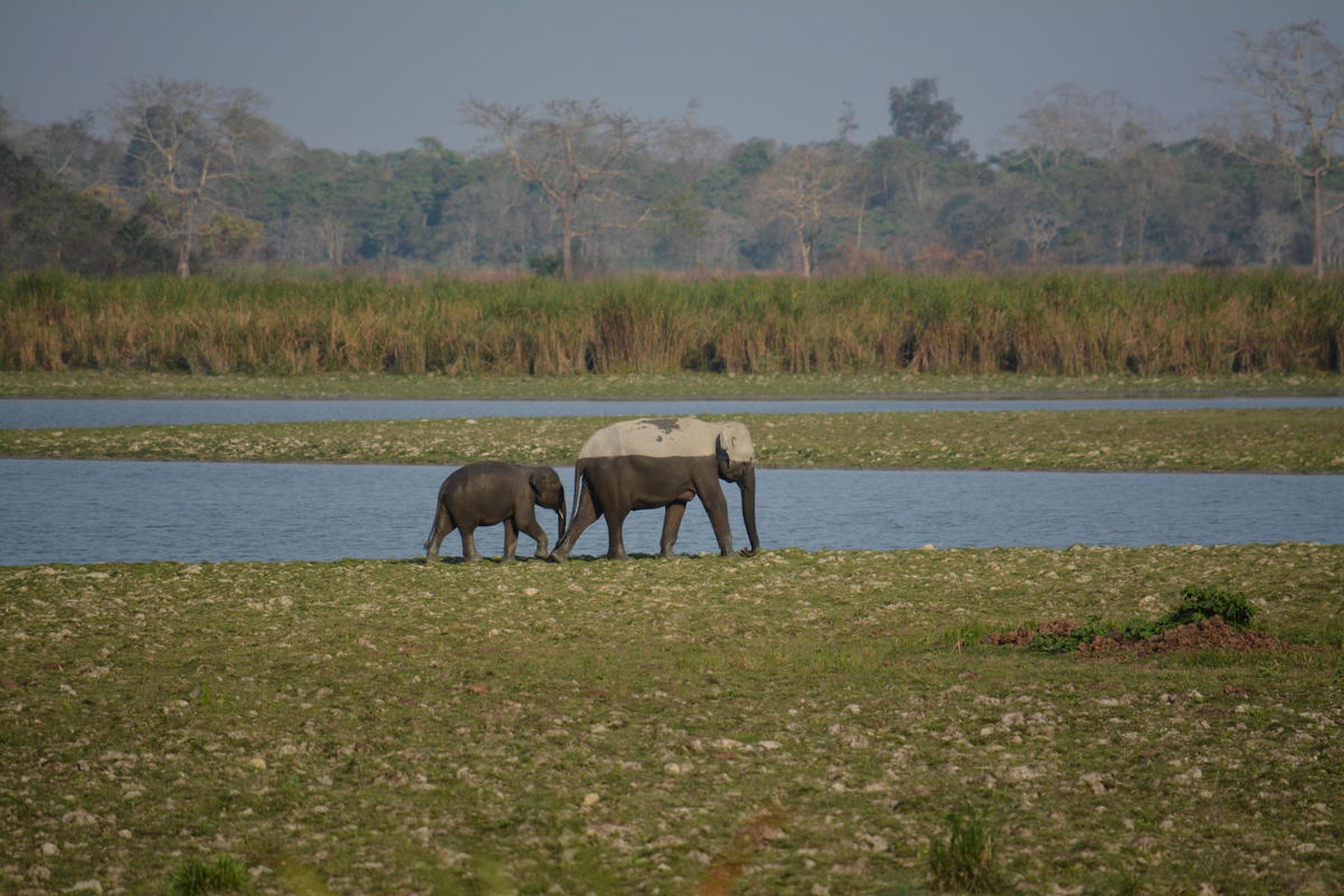 Indische olifant en kalf lopen langs het water in India