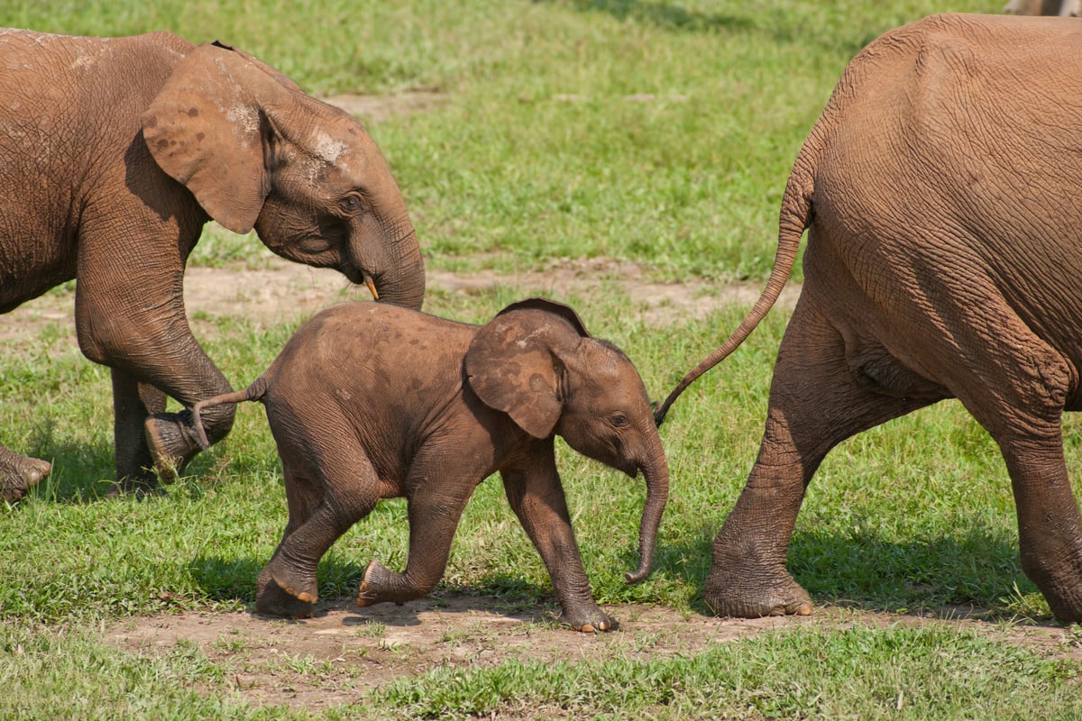 Bosolifant baby loopt achter moeder aan