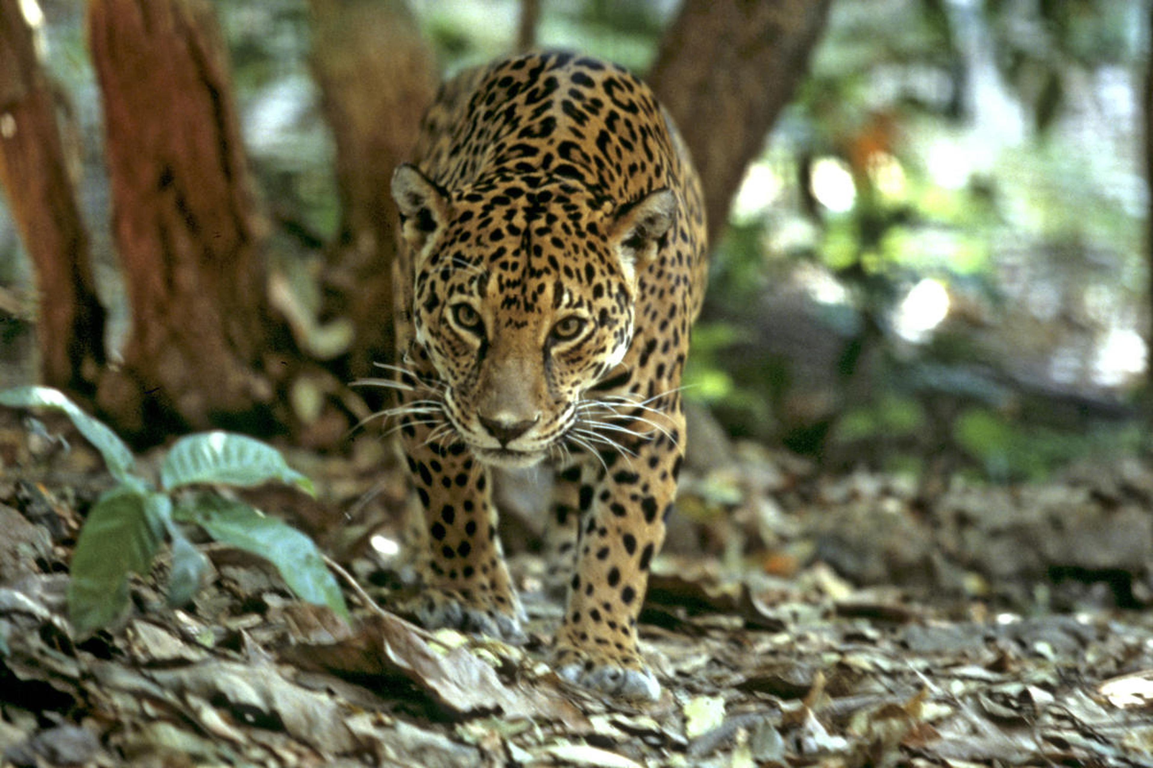 Jaguar loopt door het bos