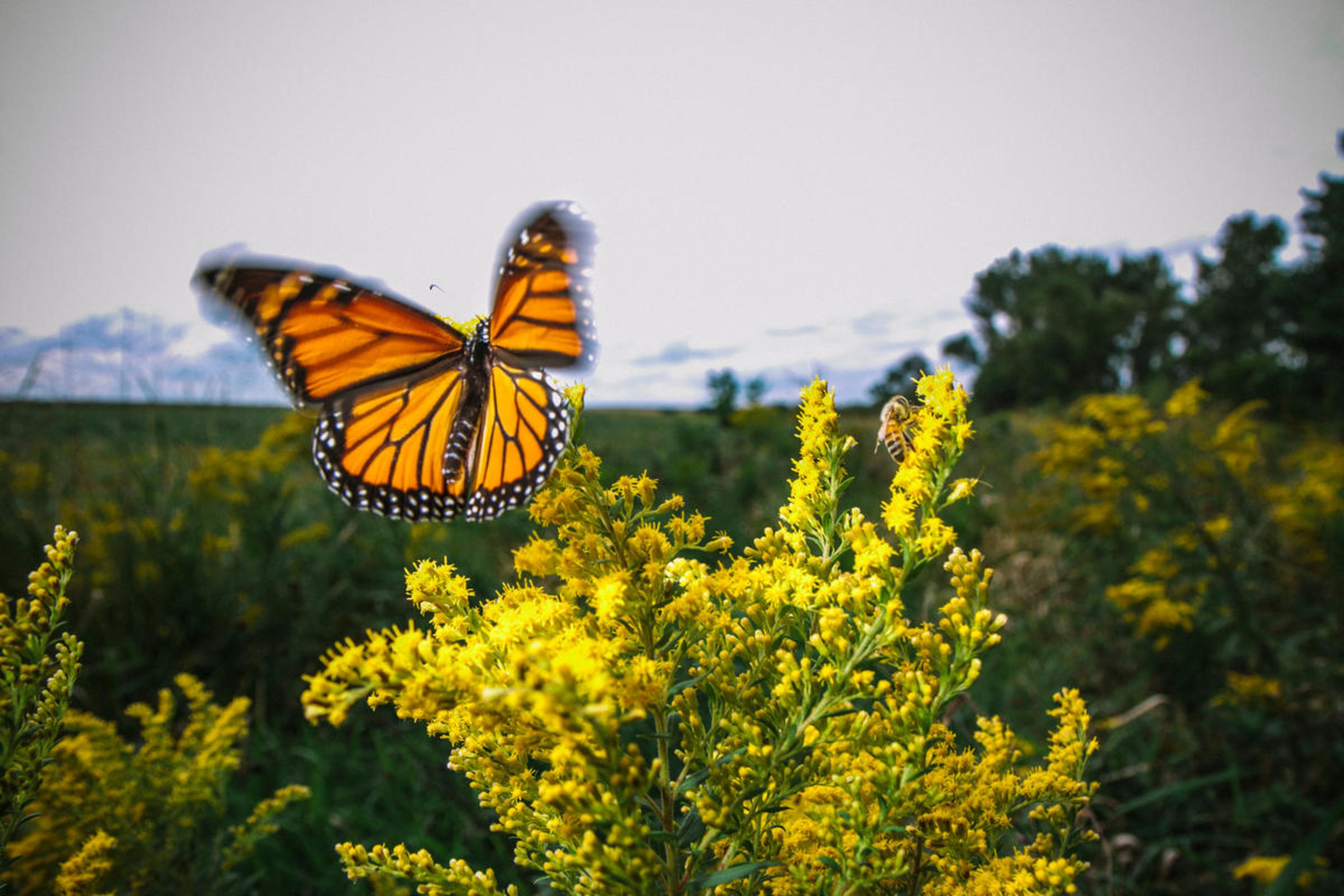 Vlinder