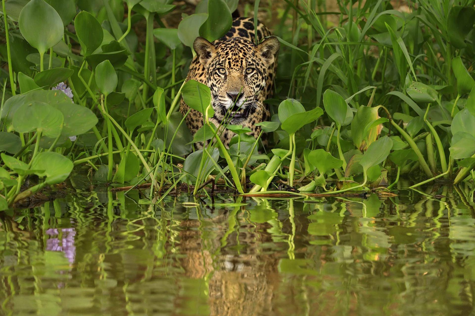 Jaguar in de waterrand, Pantanal, Brazilië