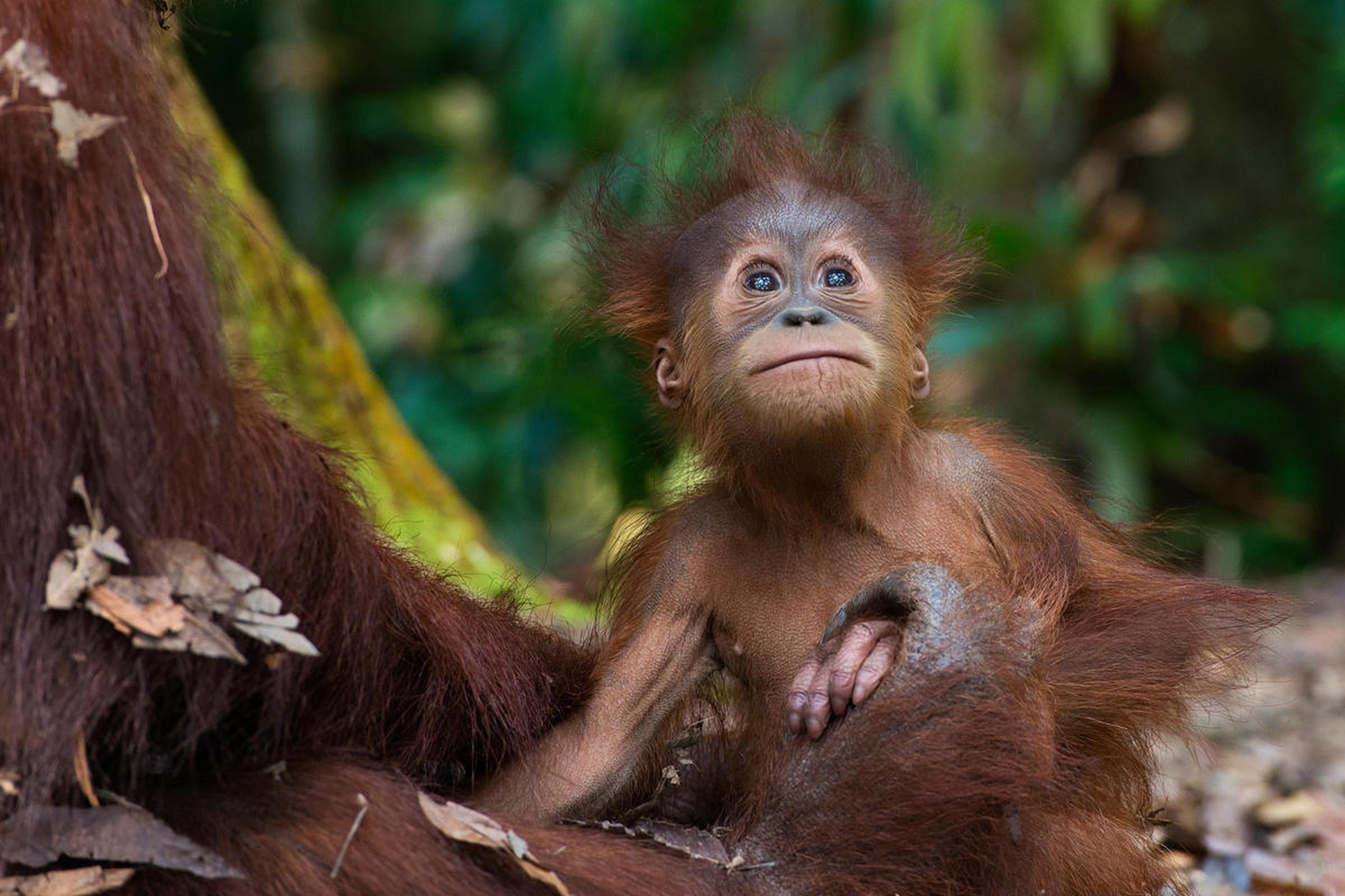 sumatraanse baby orang oetan