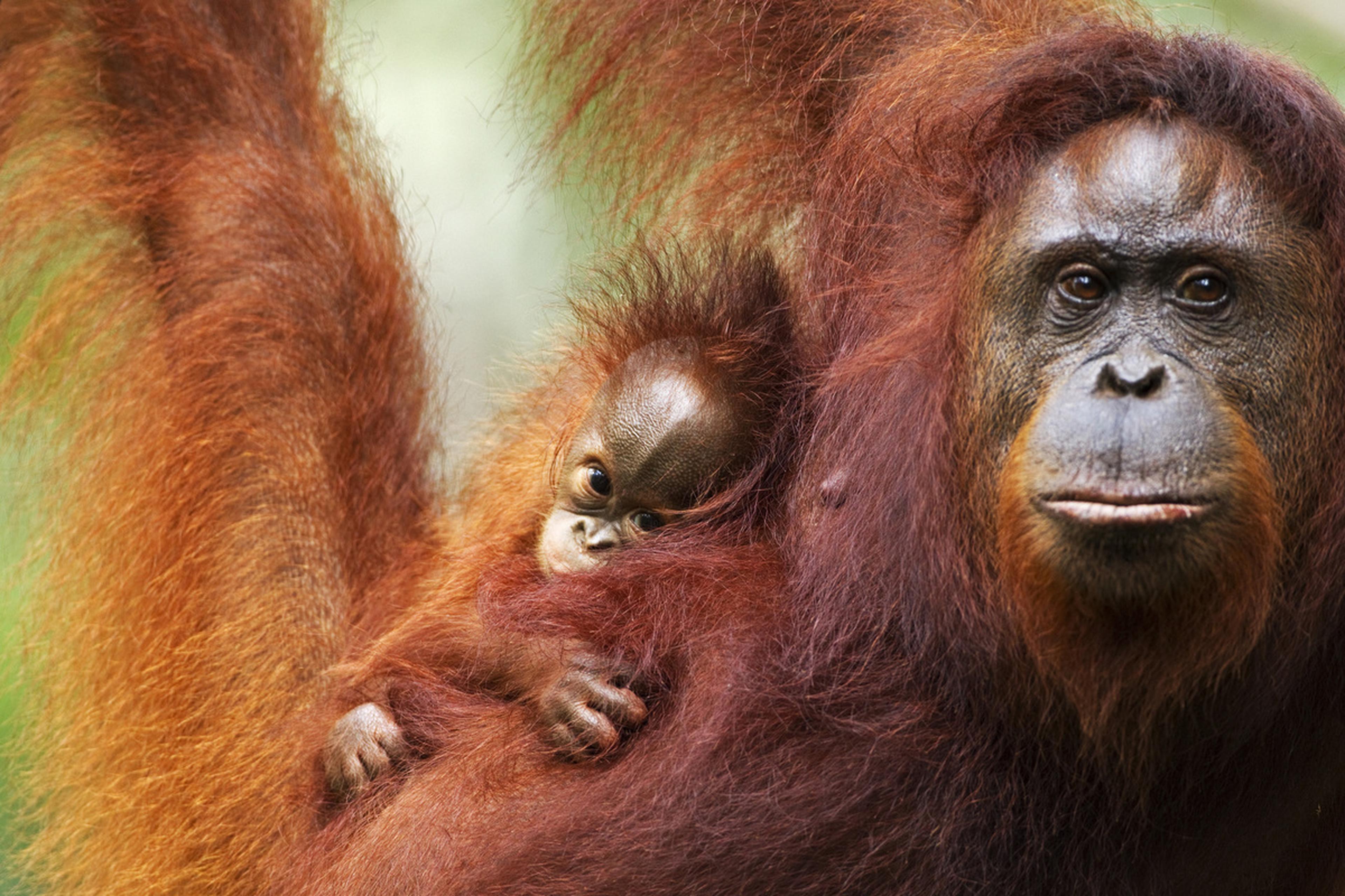 Close-up orang-oetan met baby