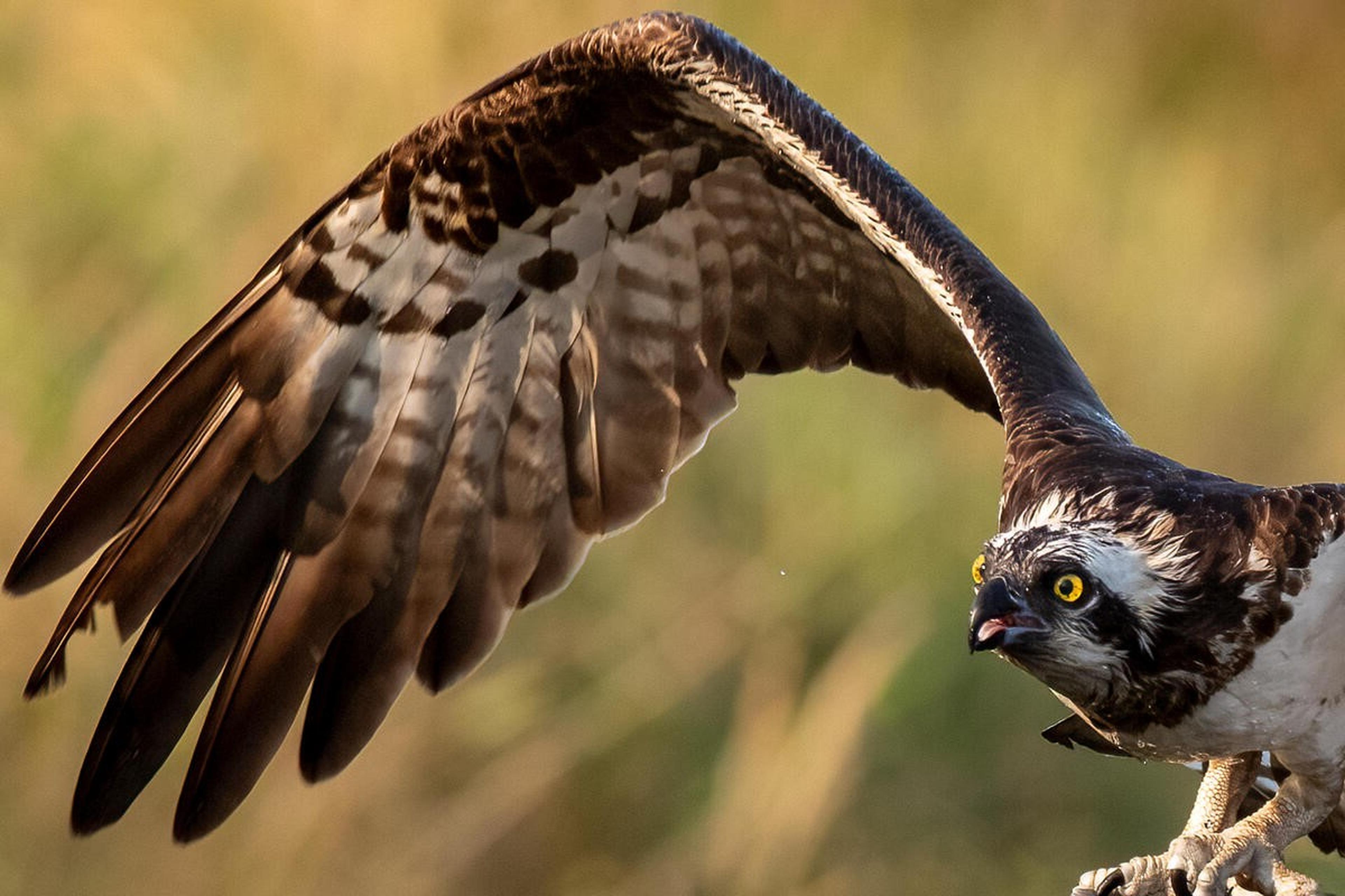 vogel slaat vleugel uit