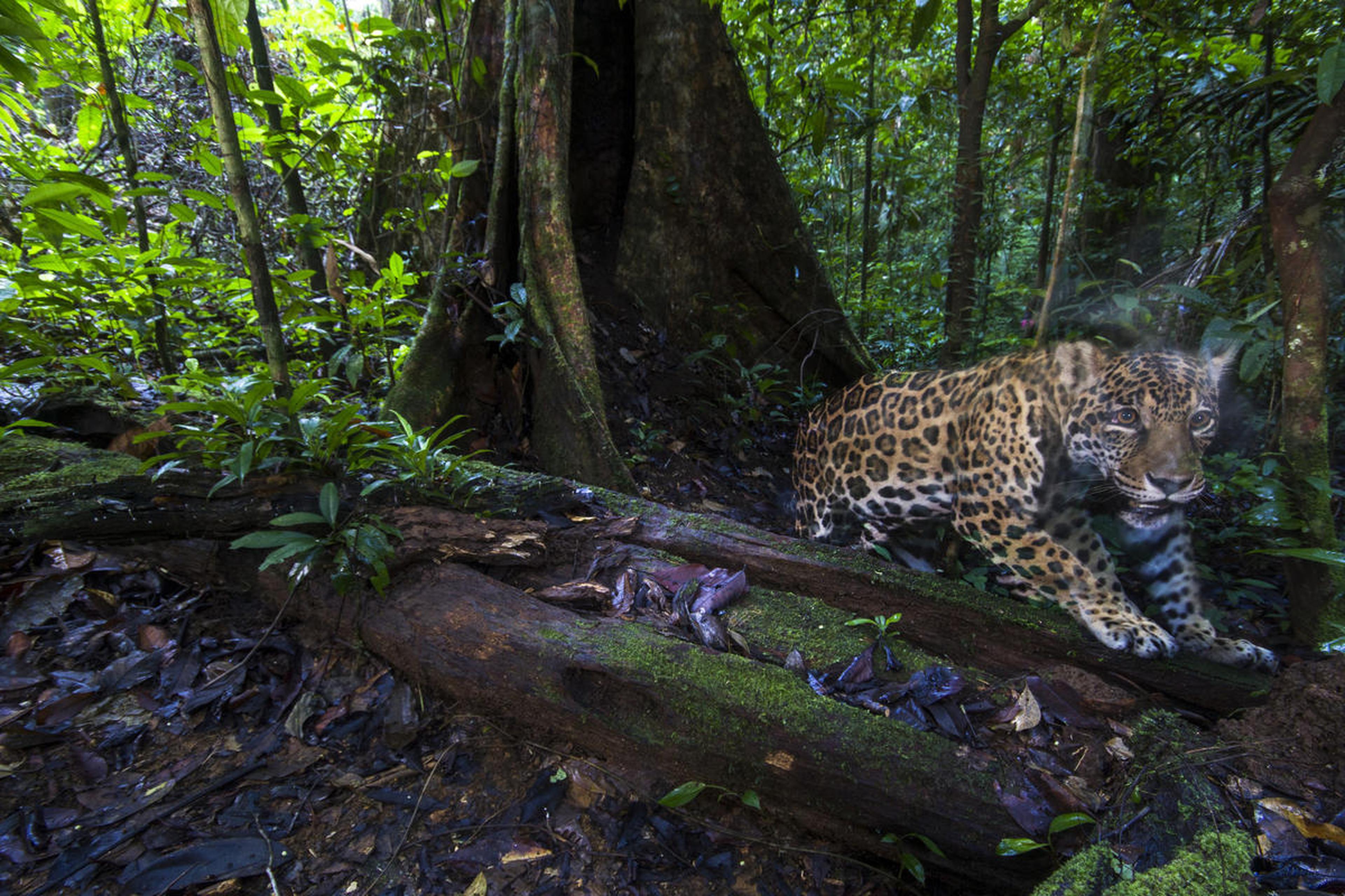 jaguar 5