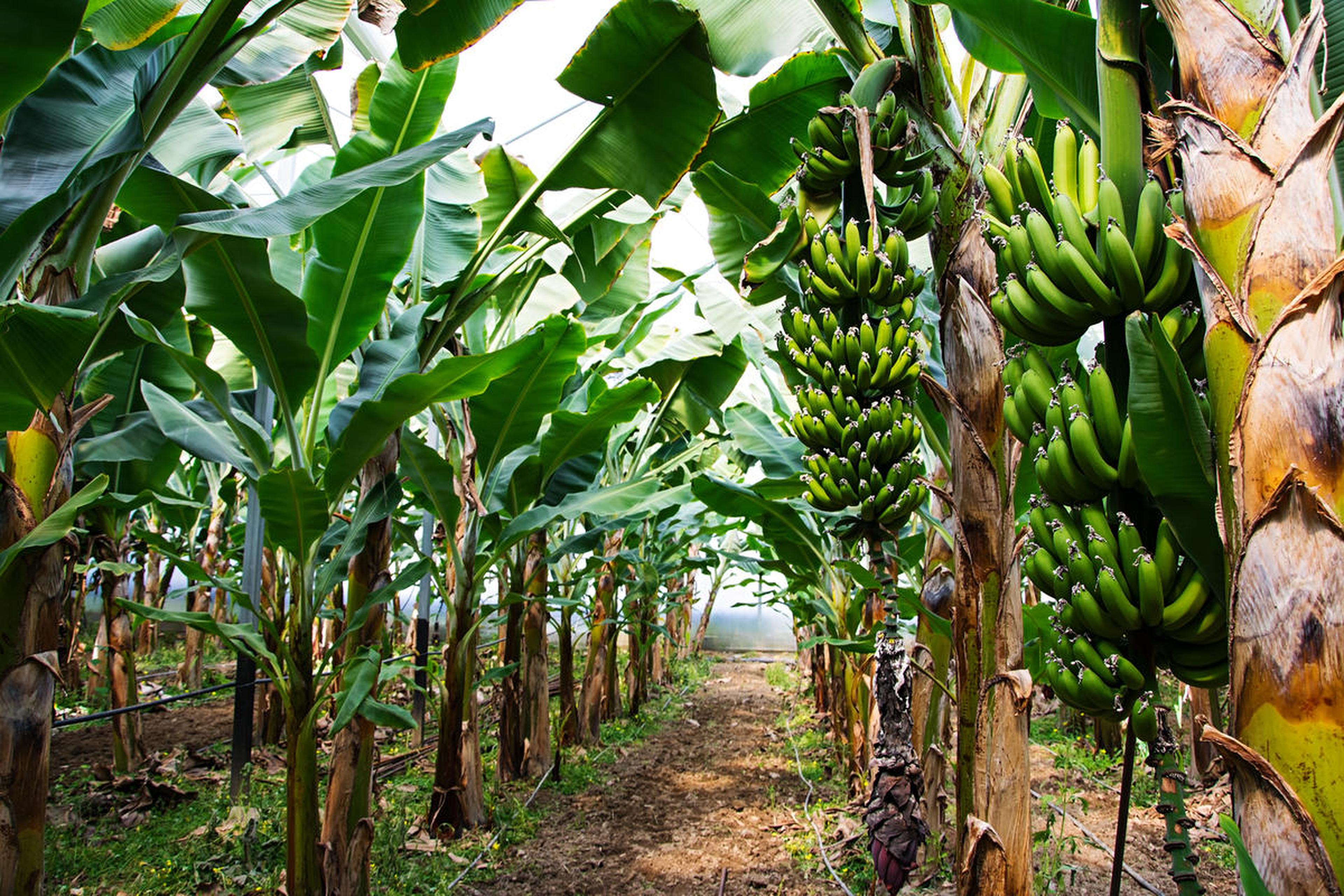 Bananenbomen