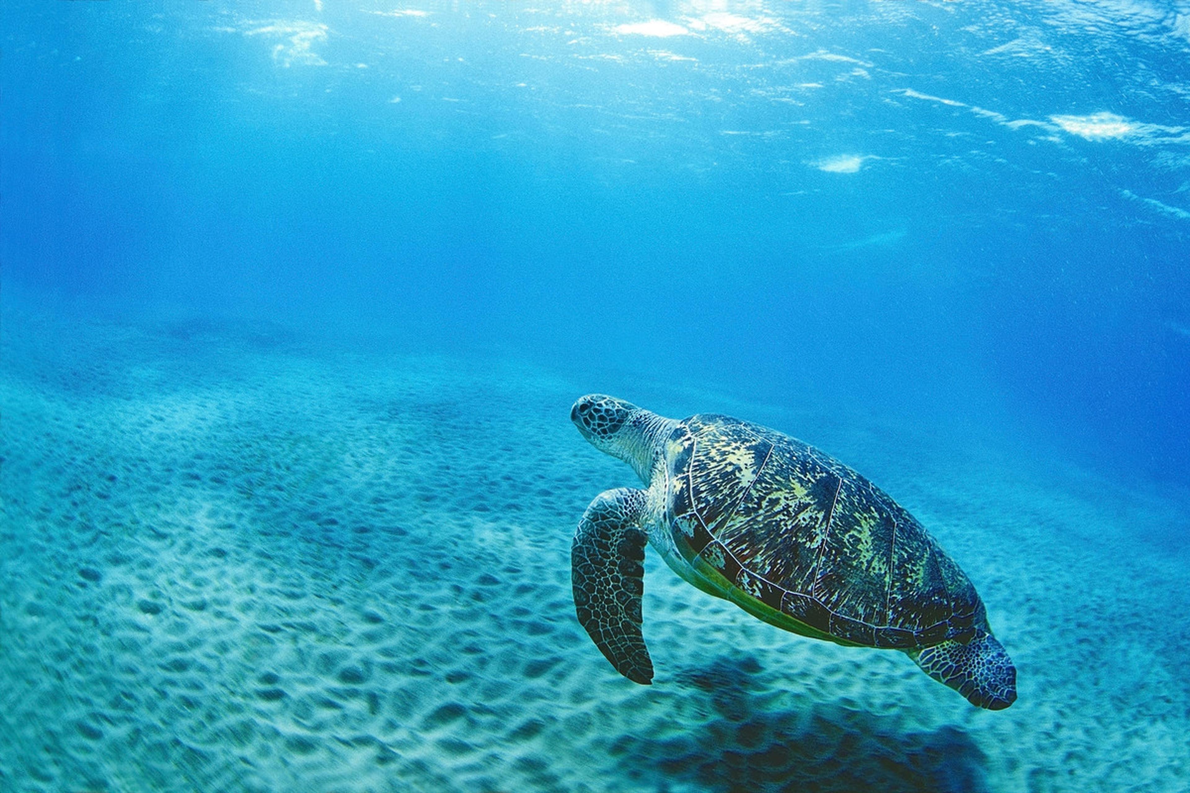 Groene schildpad zwemt in de zee