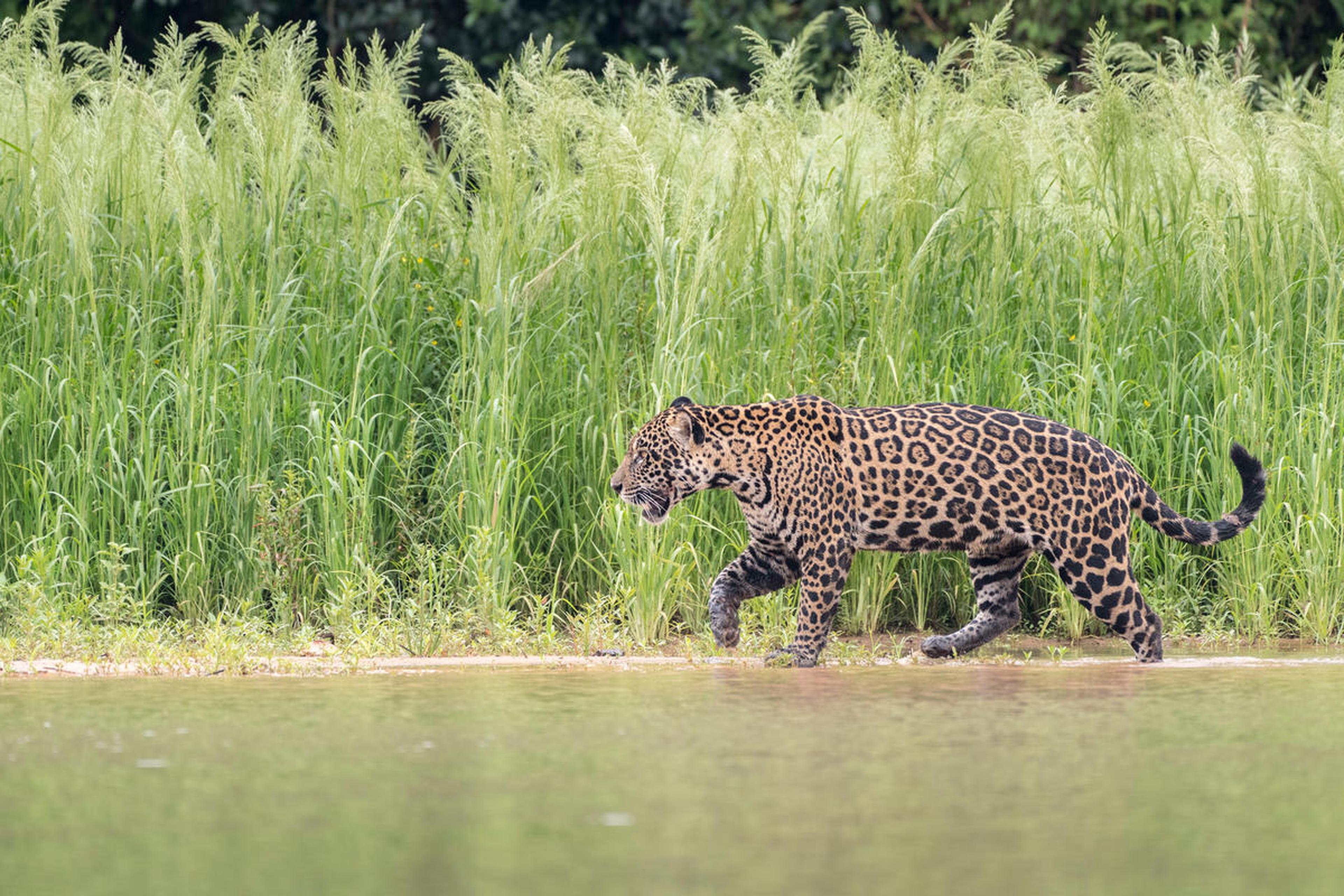Jaguar 4