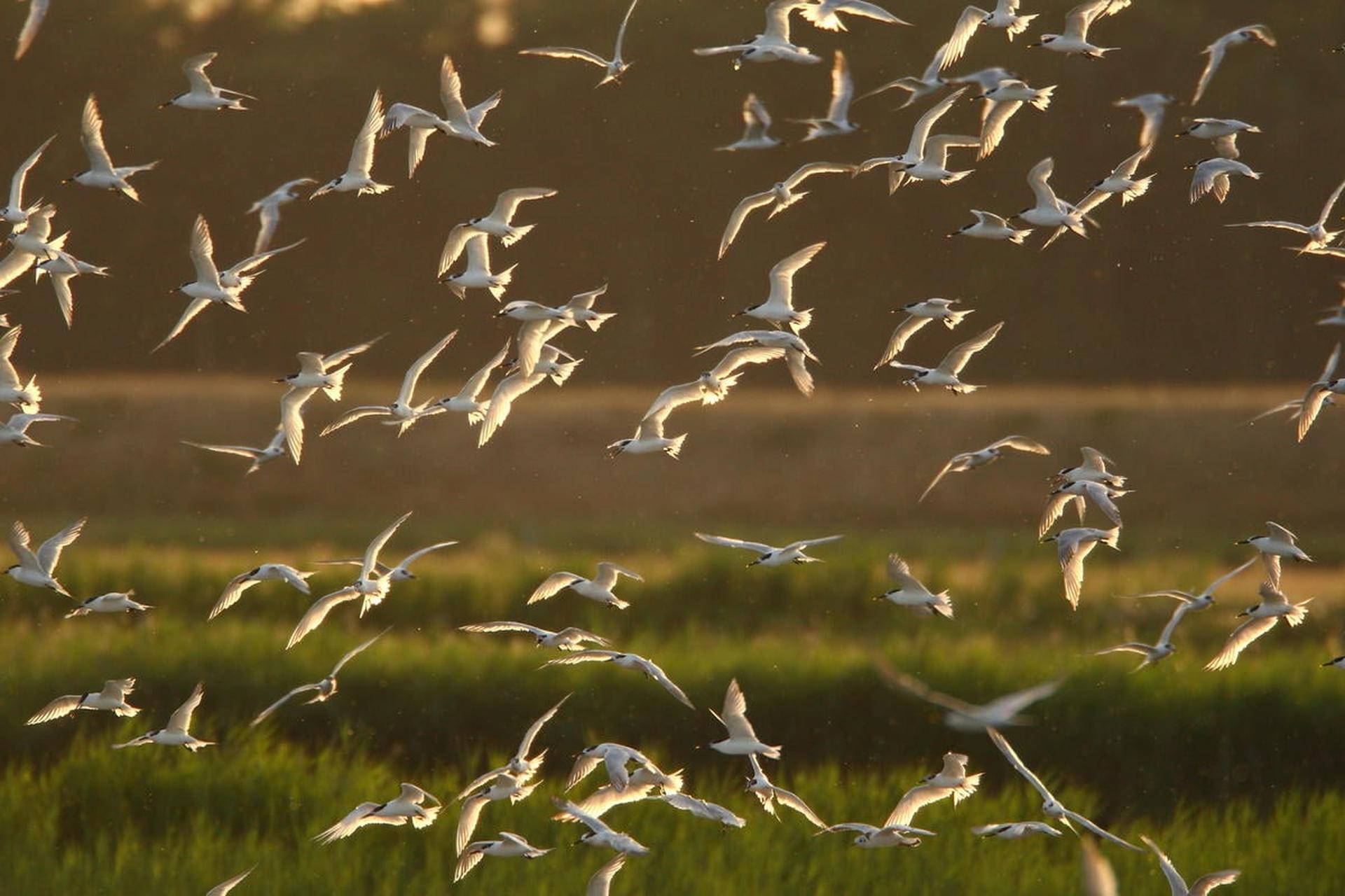Een groep grote sternen vliegen, Texel