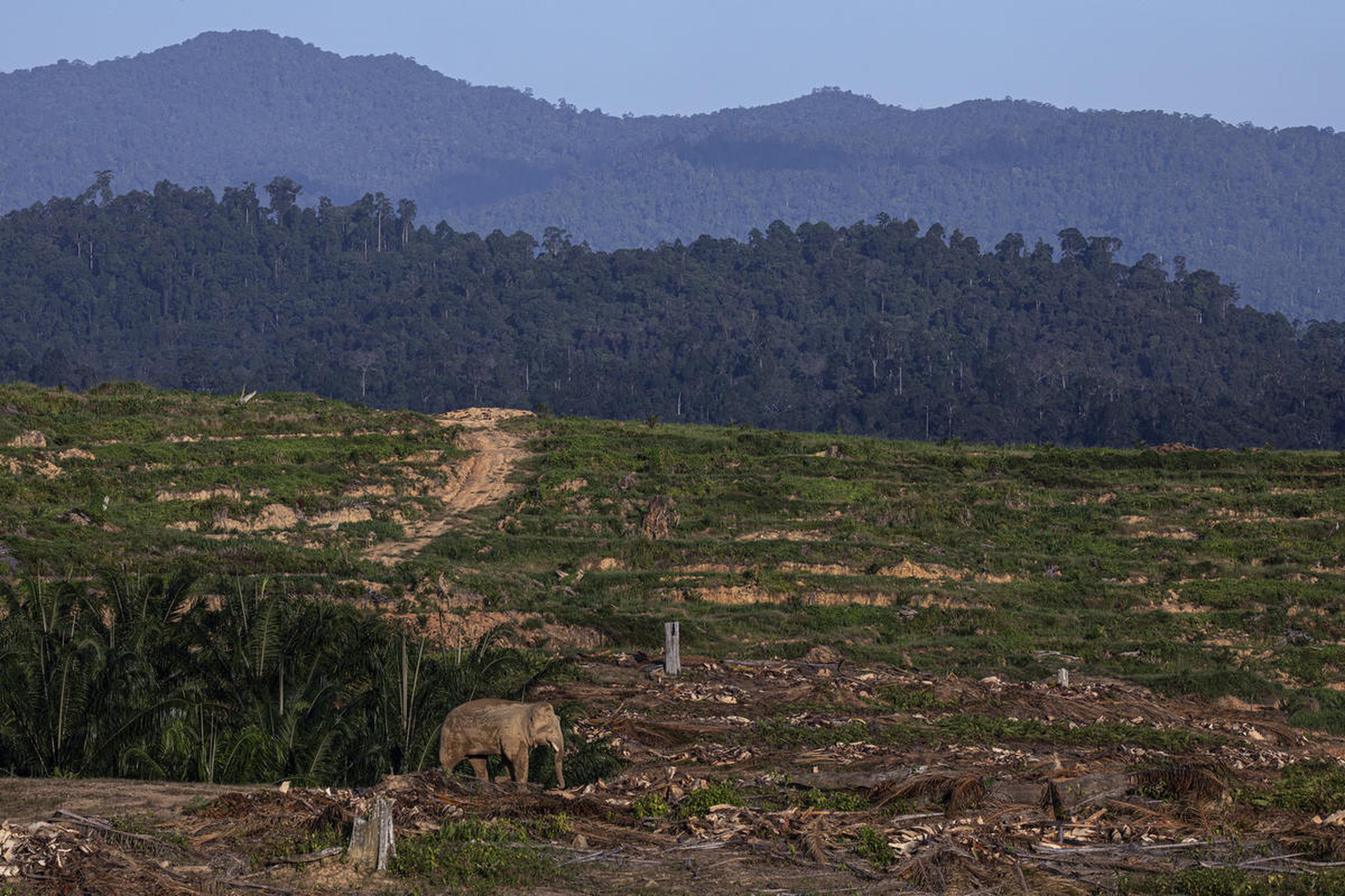 Borneose olifant loopt over gekapte landbouwgrond