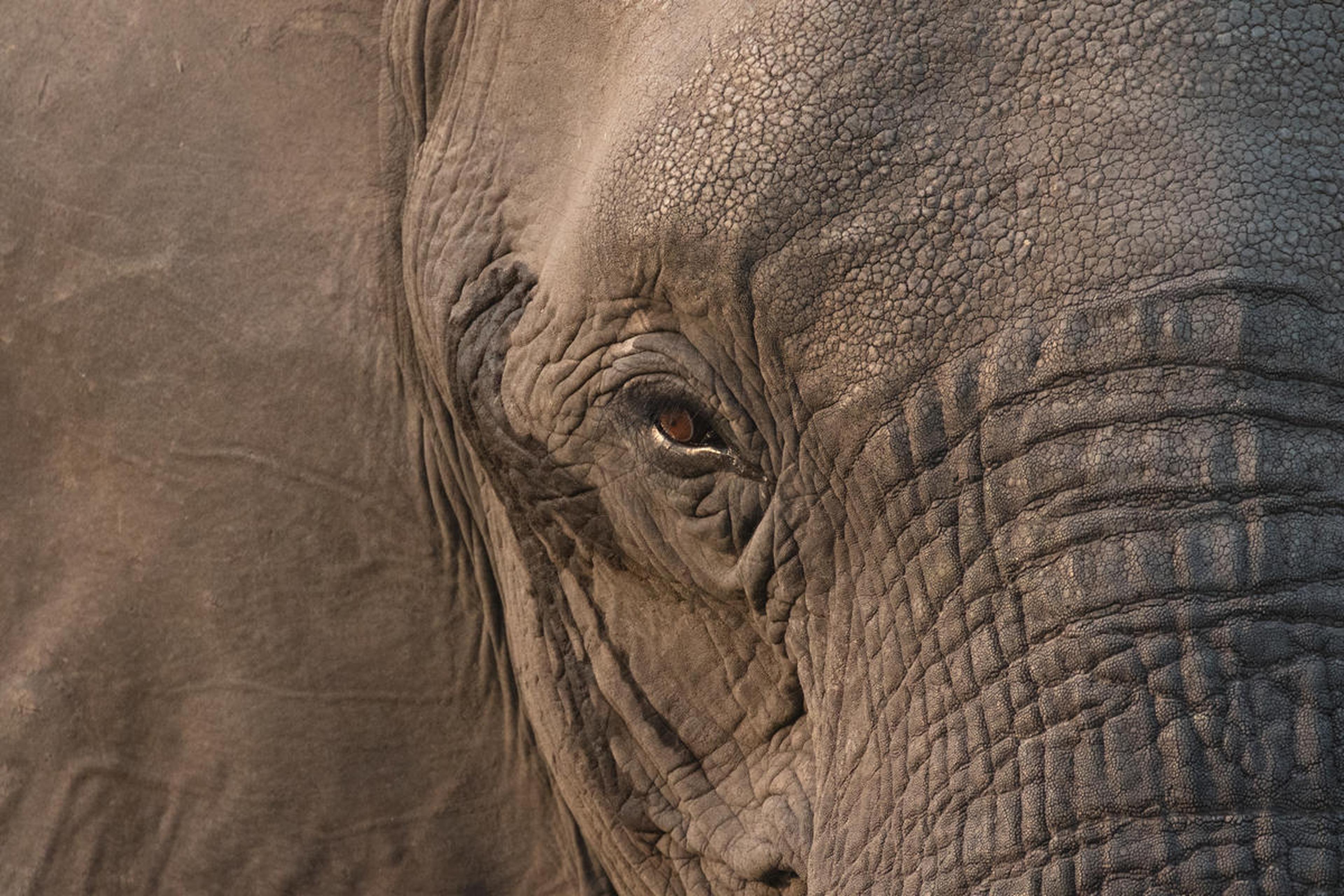 Close-up olifant