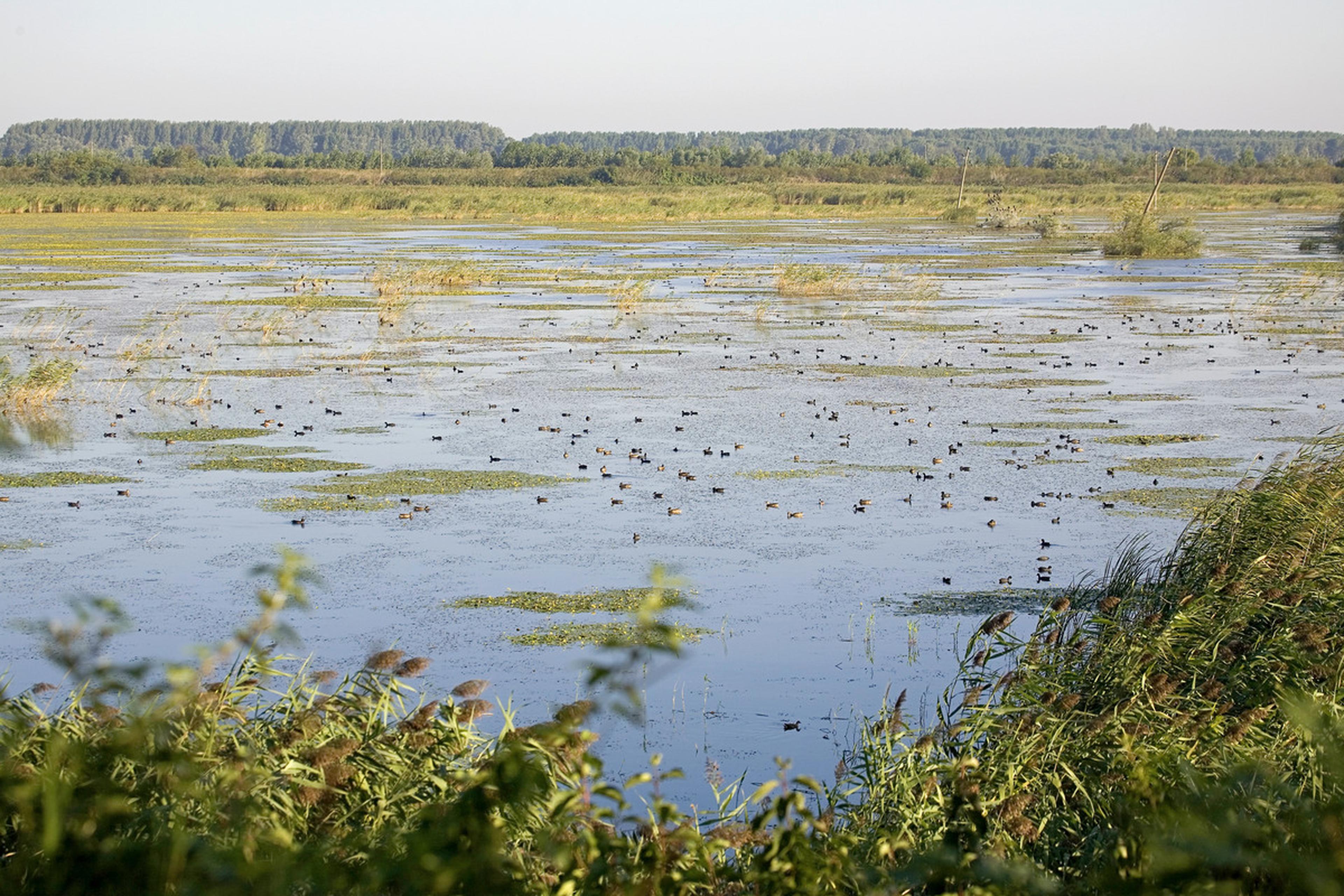 Oever  van de Donau