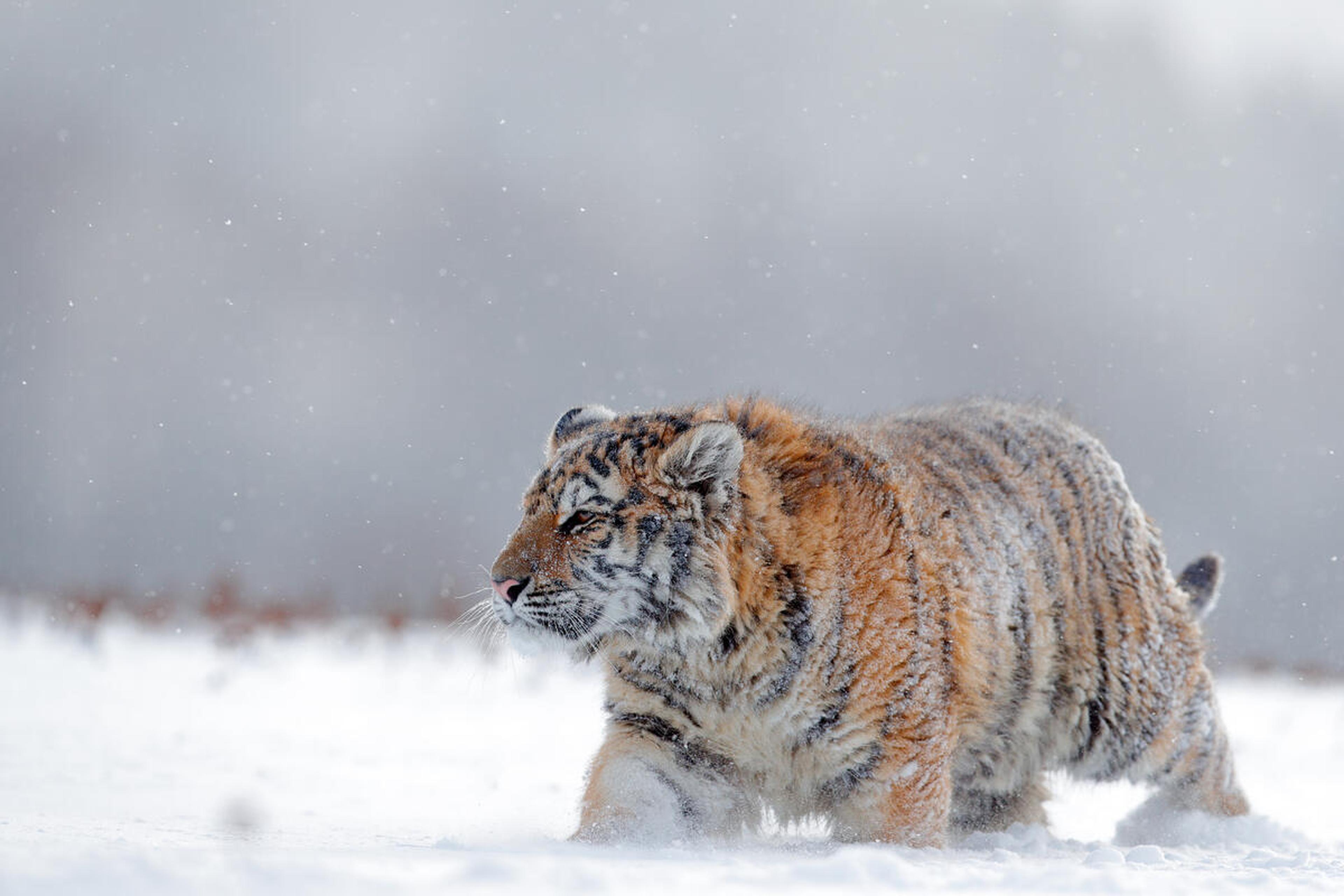 Amoer-tijger loopt in dikke laag in de sneeuw, Rusland