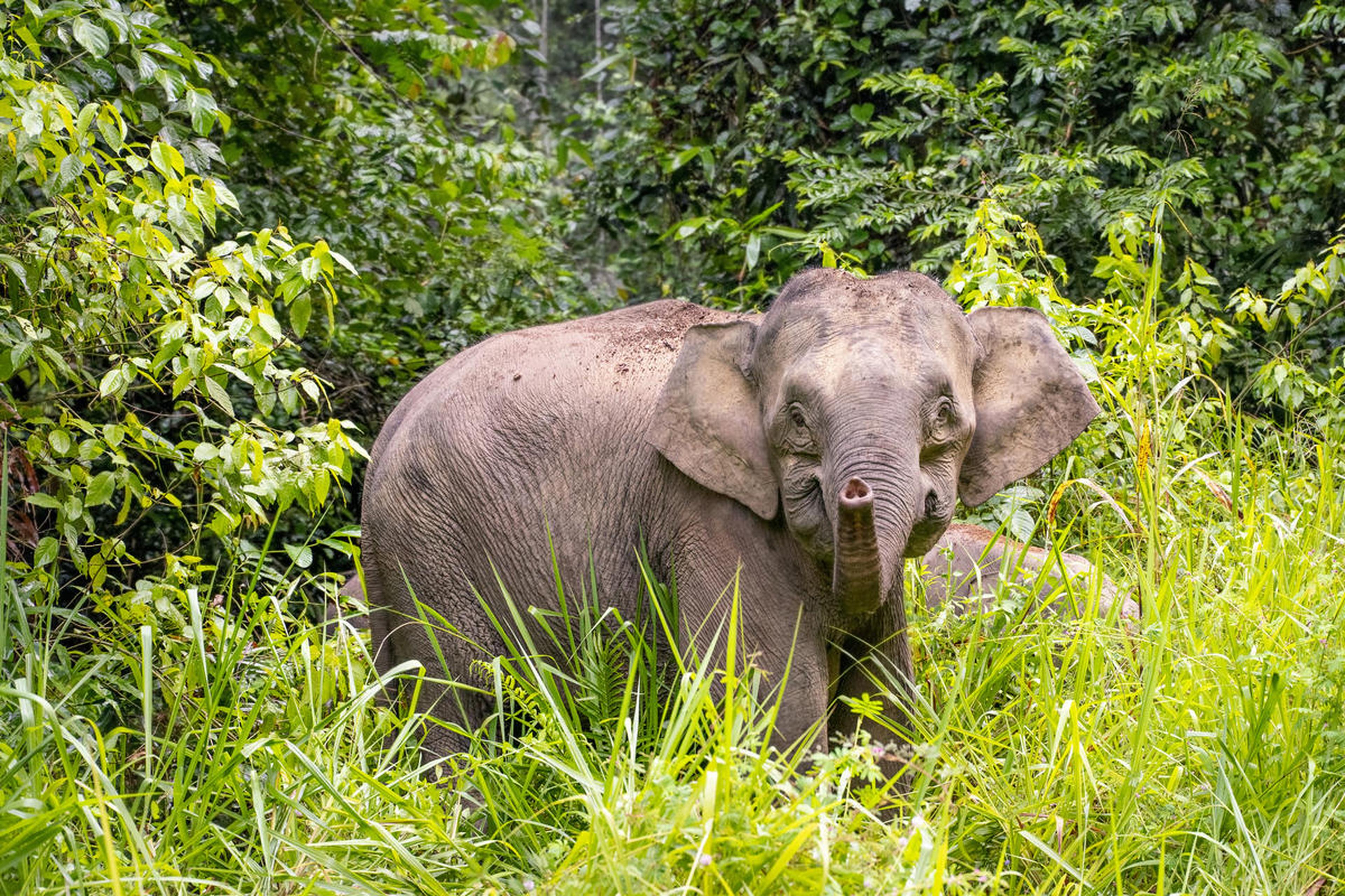 Borneose olifant