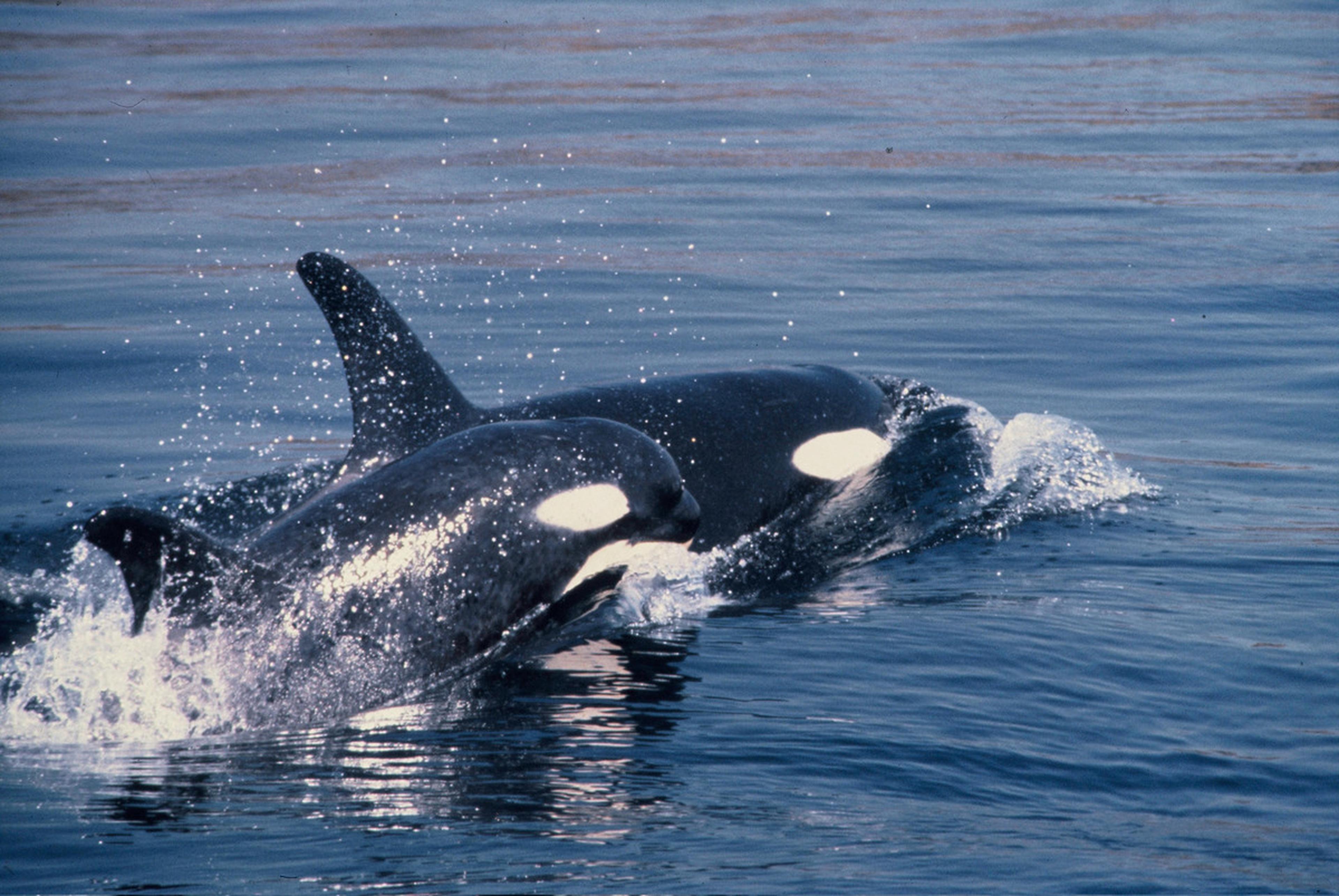 De slimme orka
