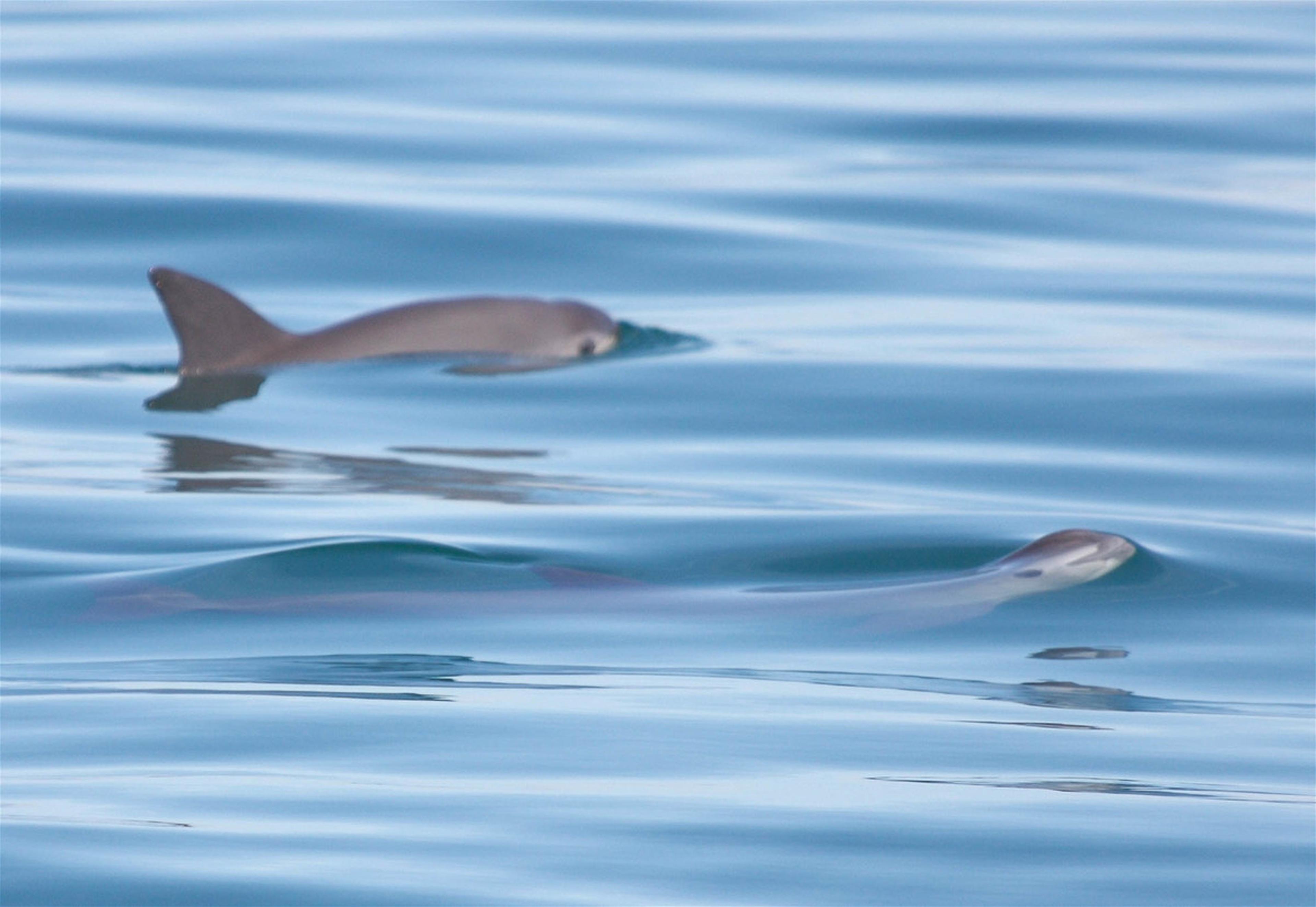 Vaquita komt boven water uit