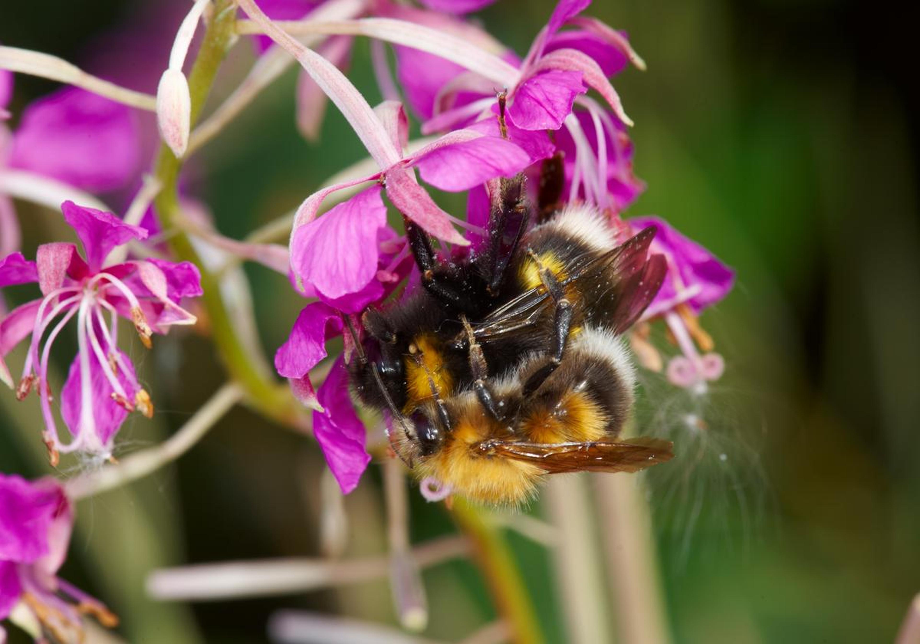 Hommel op paarse bloem