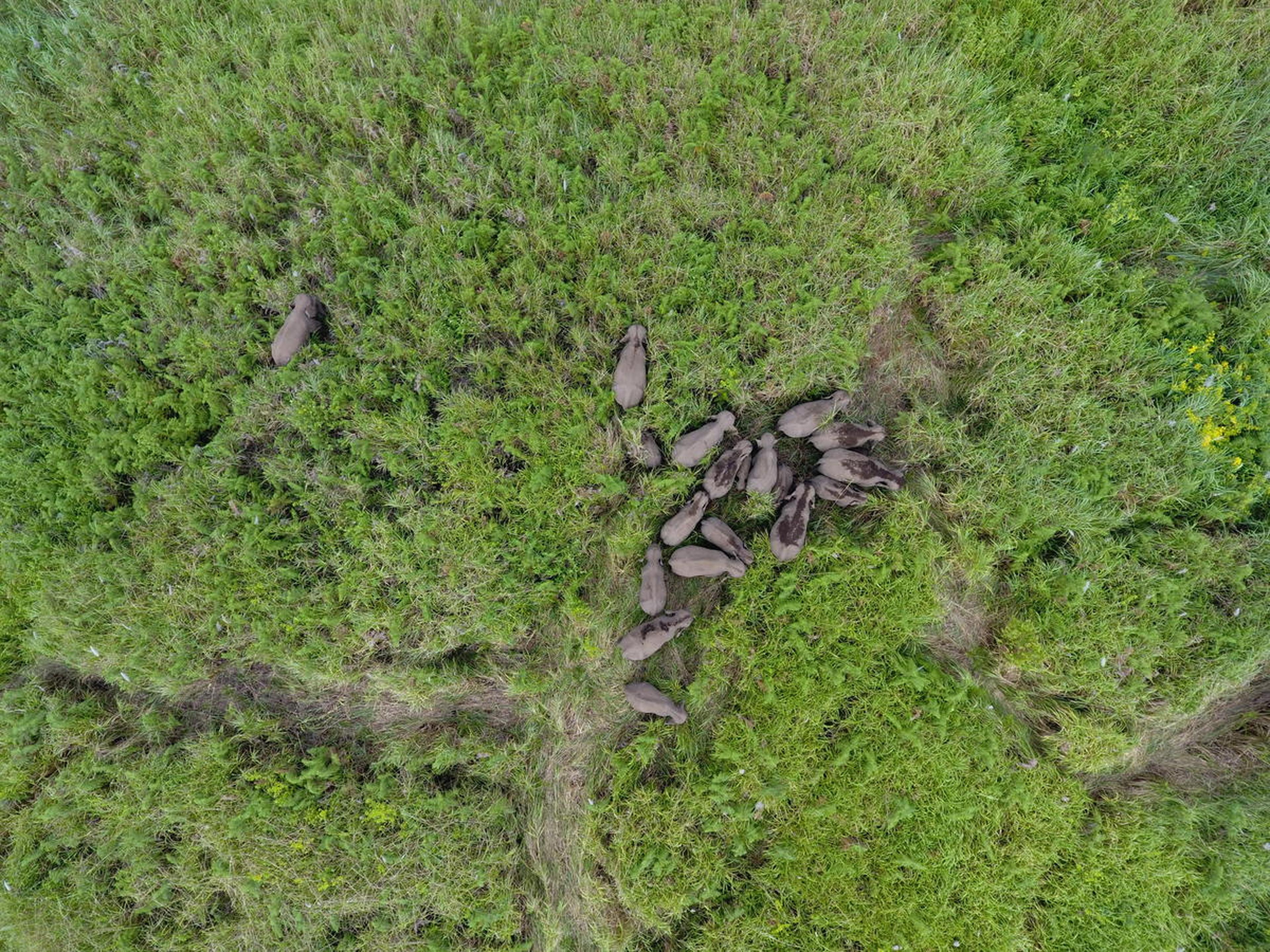 Luchtfoto van een groep wilde Sumatraanse olifanten