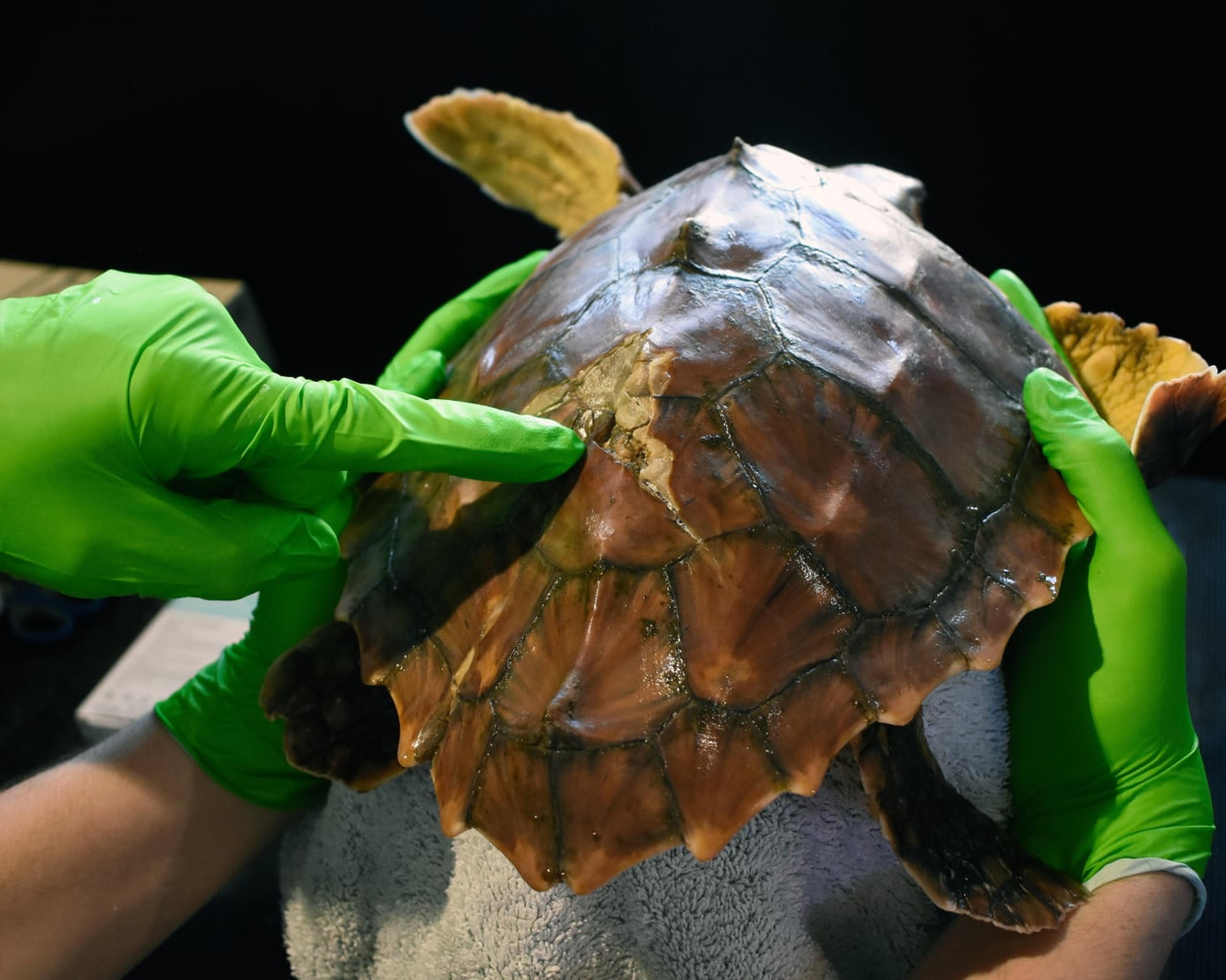 Een breuk in het schild van een dikkopschildpad