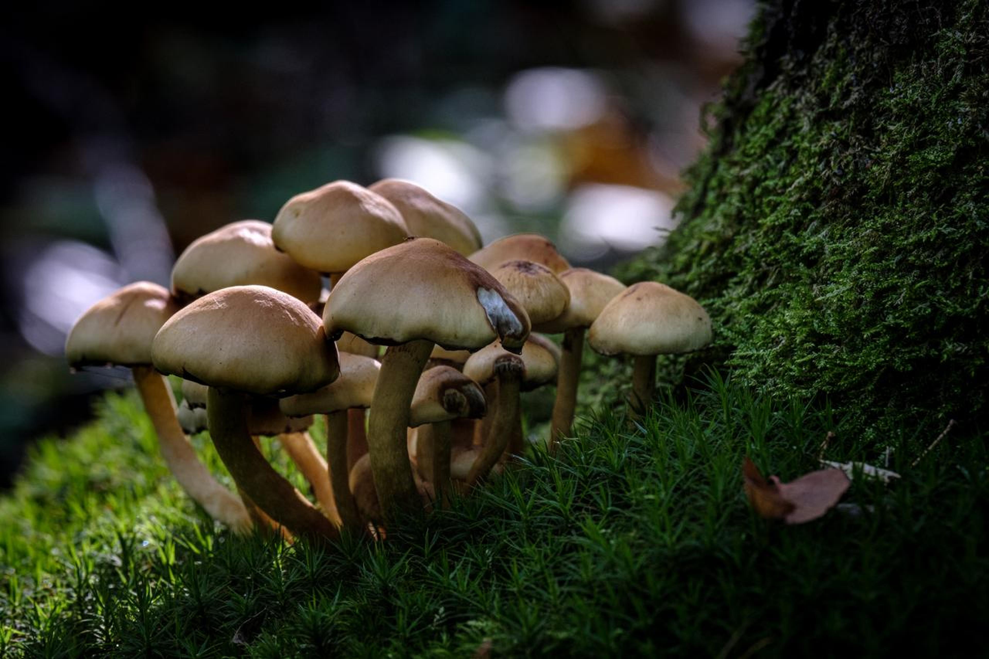 Paddenstoelen in het bos