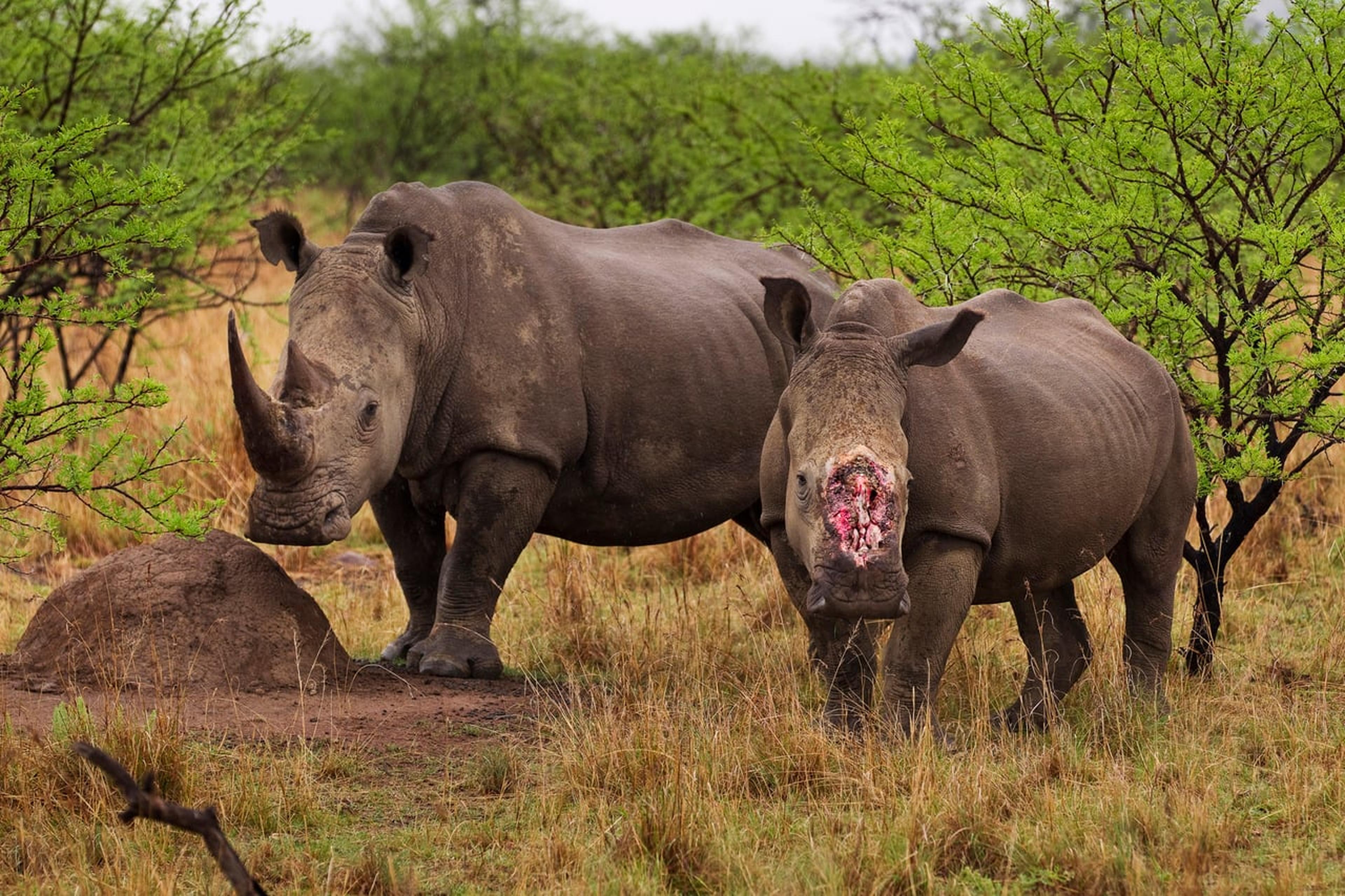 Neushoorn zonder hoorn in Zuid Afrika