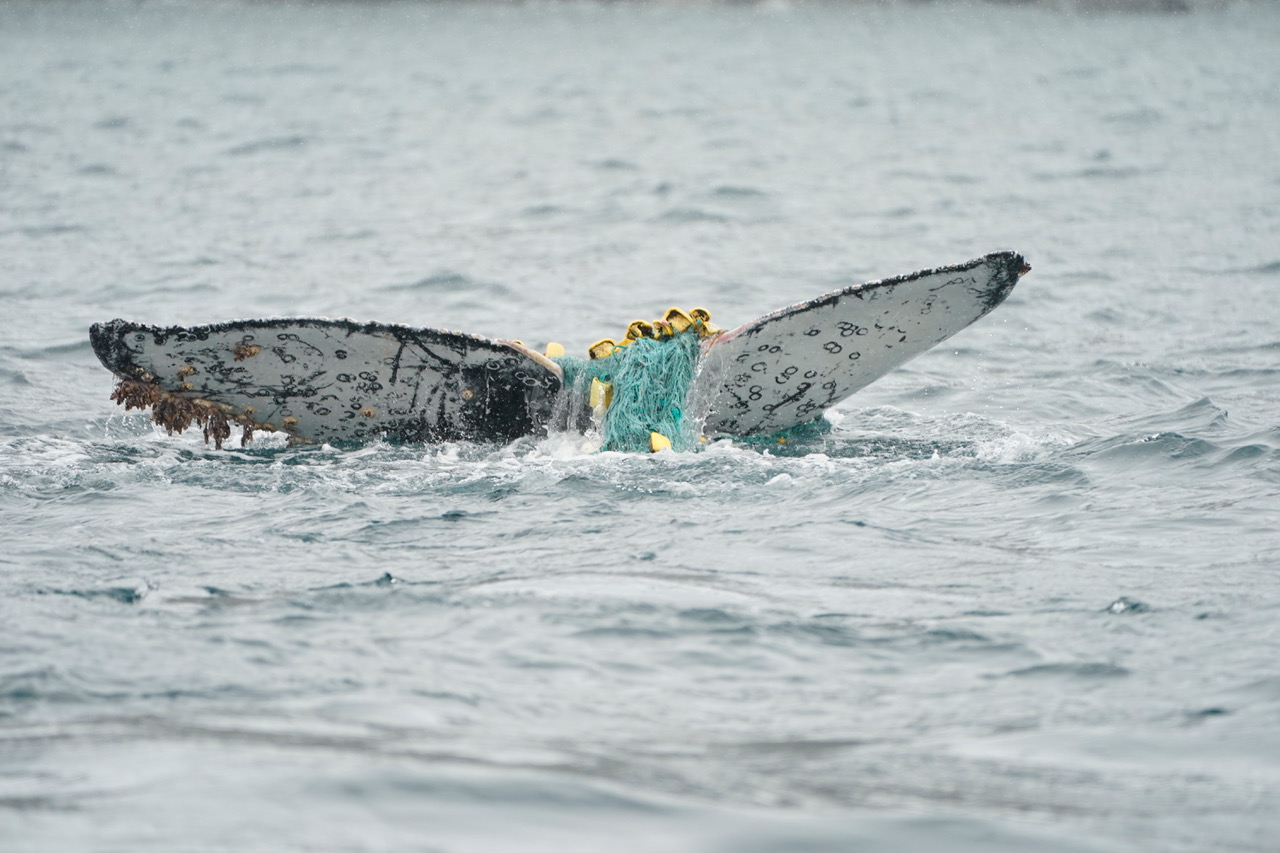 Humpback-Jan2022-AP-©LoganPallin.jpeg