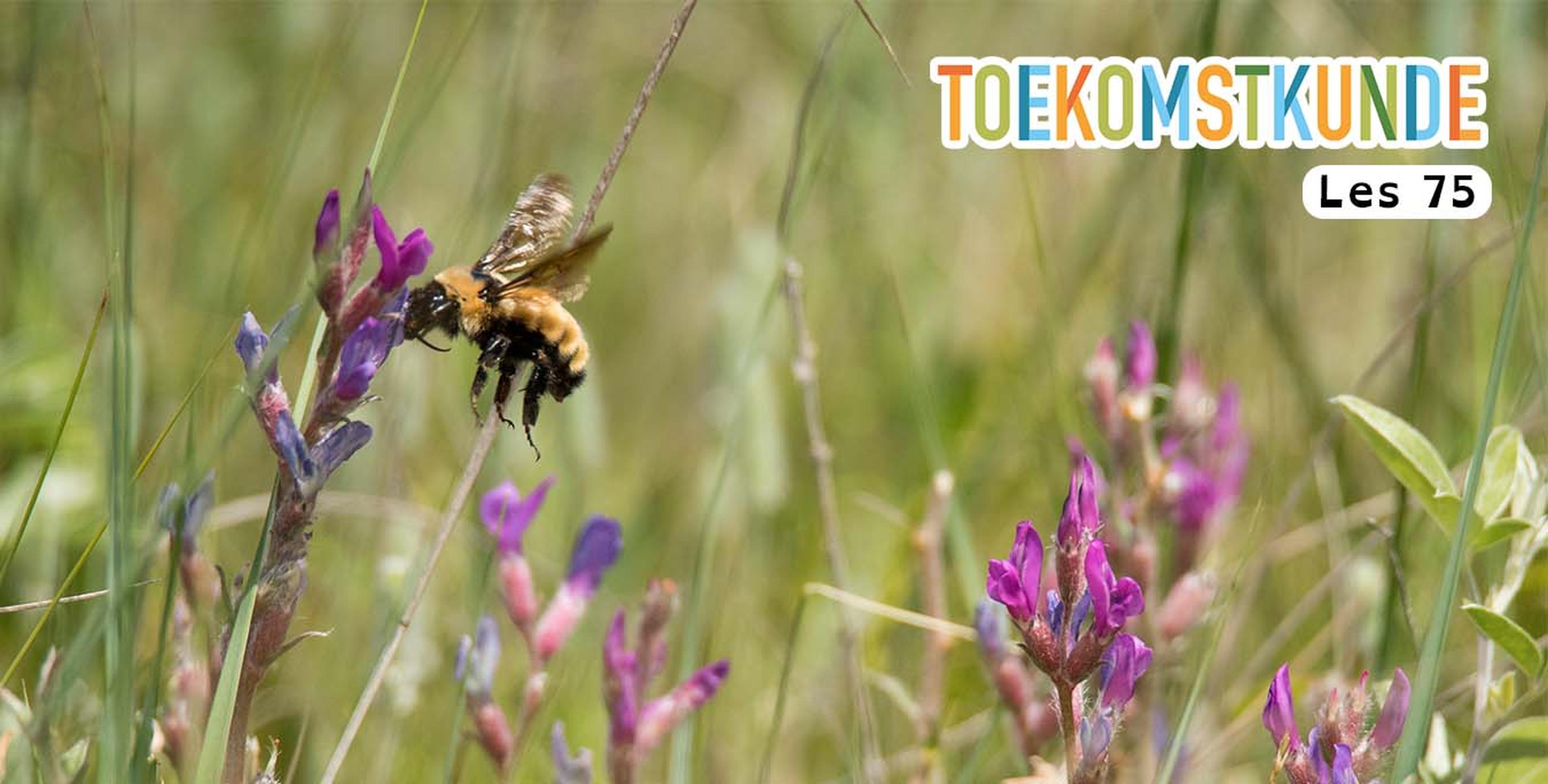 Les 75: Tijd voor biodiversiteit!