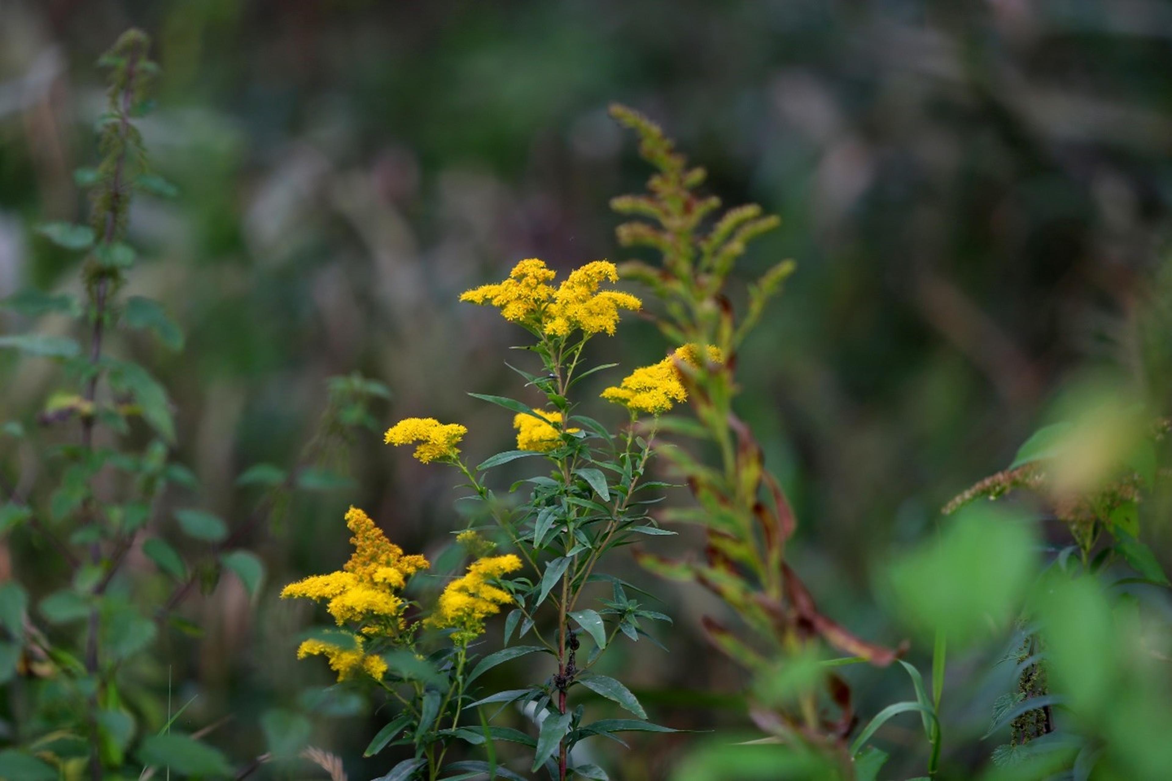 Gele bloem, Millingerwaard