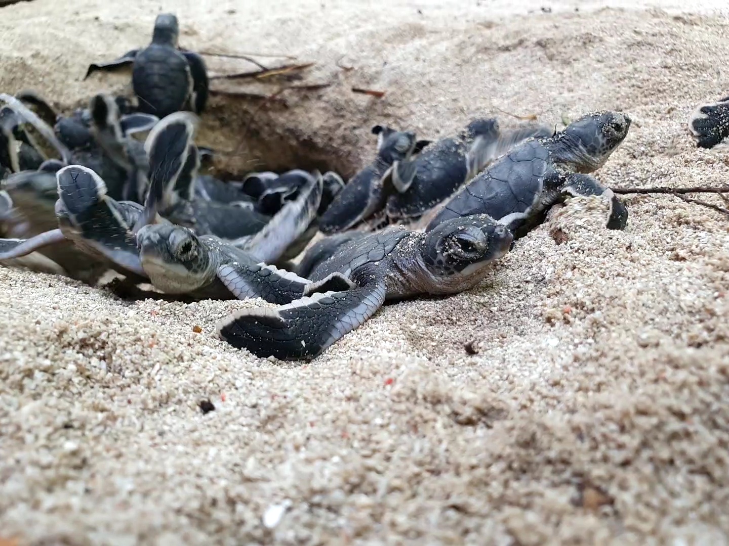 Schildpadden kruipen uit het nest