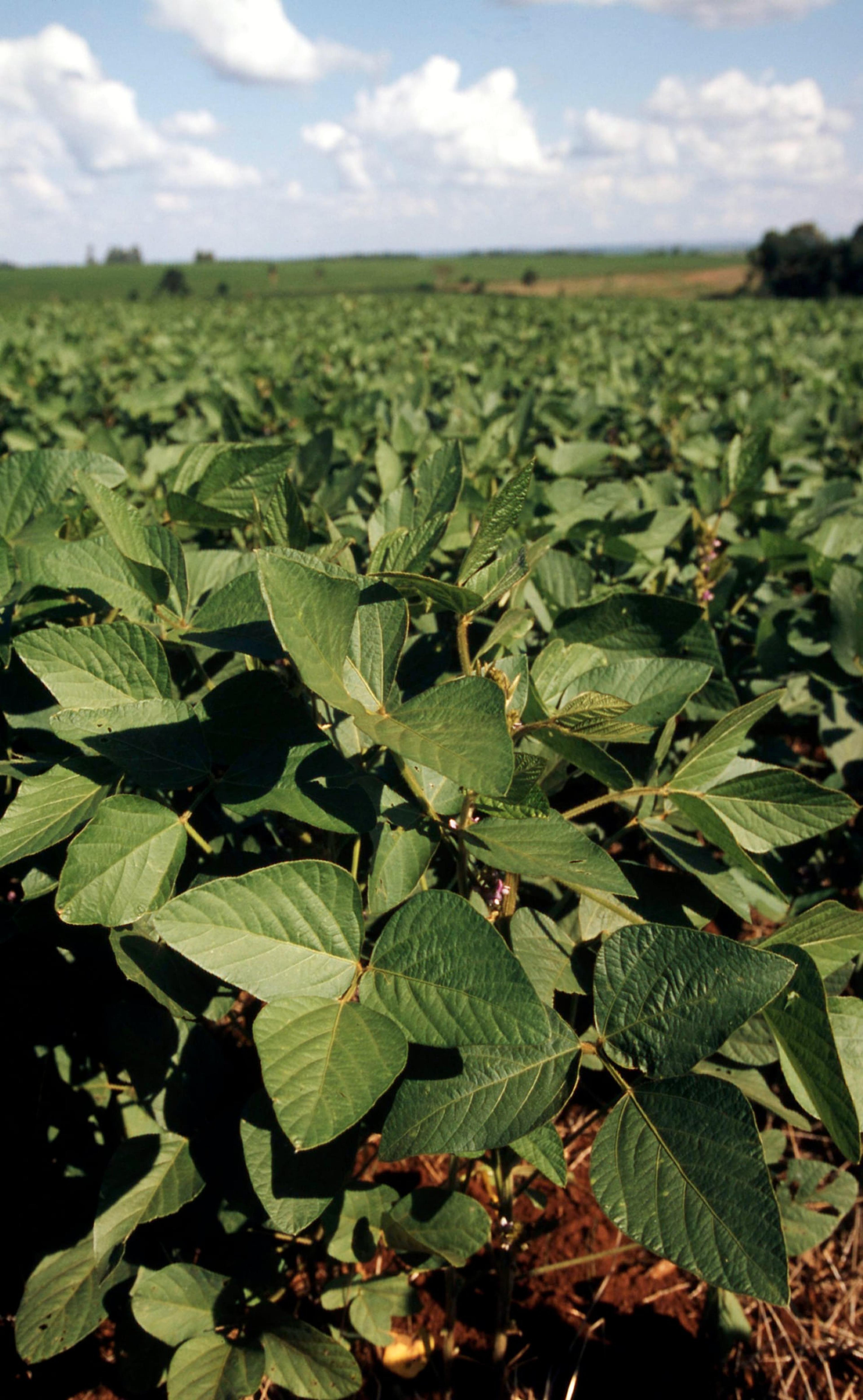 soja plant