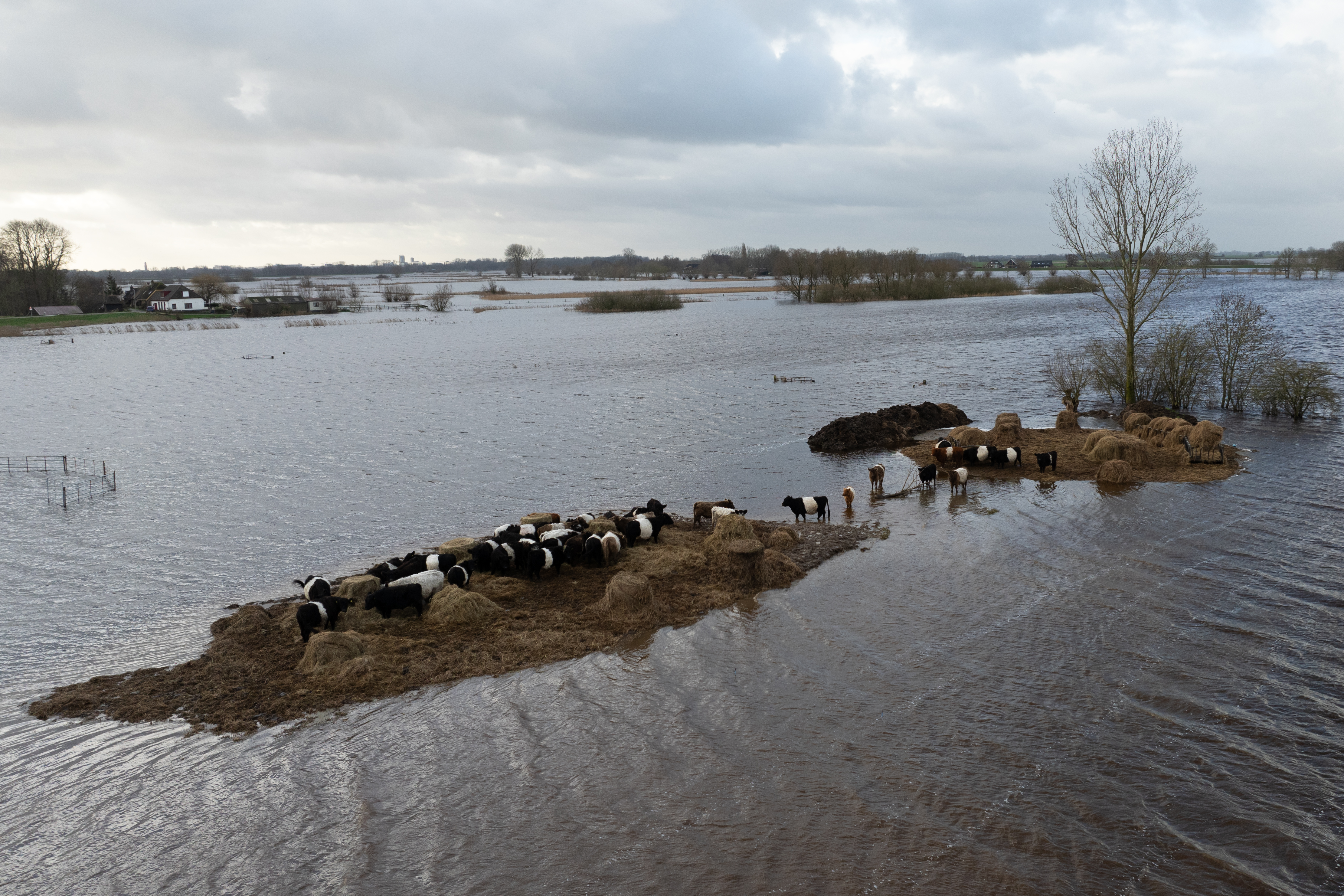 WWF overstroomd rivier vee ©Arthur de Bruin