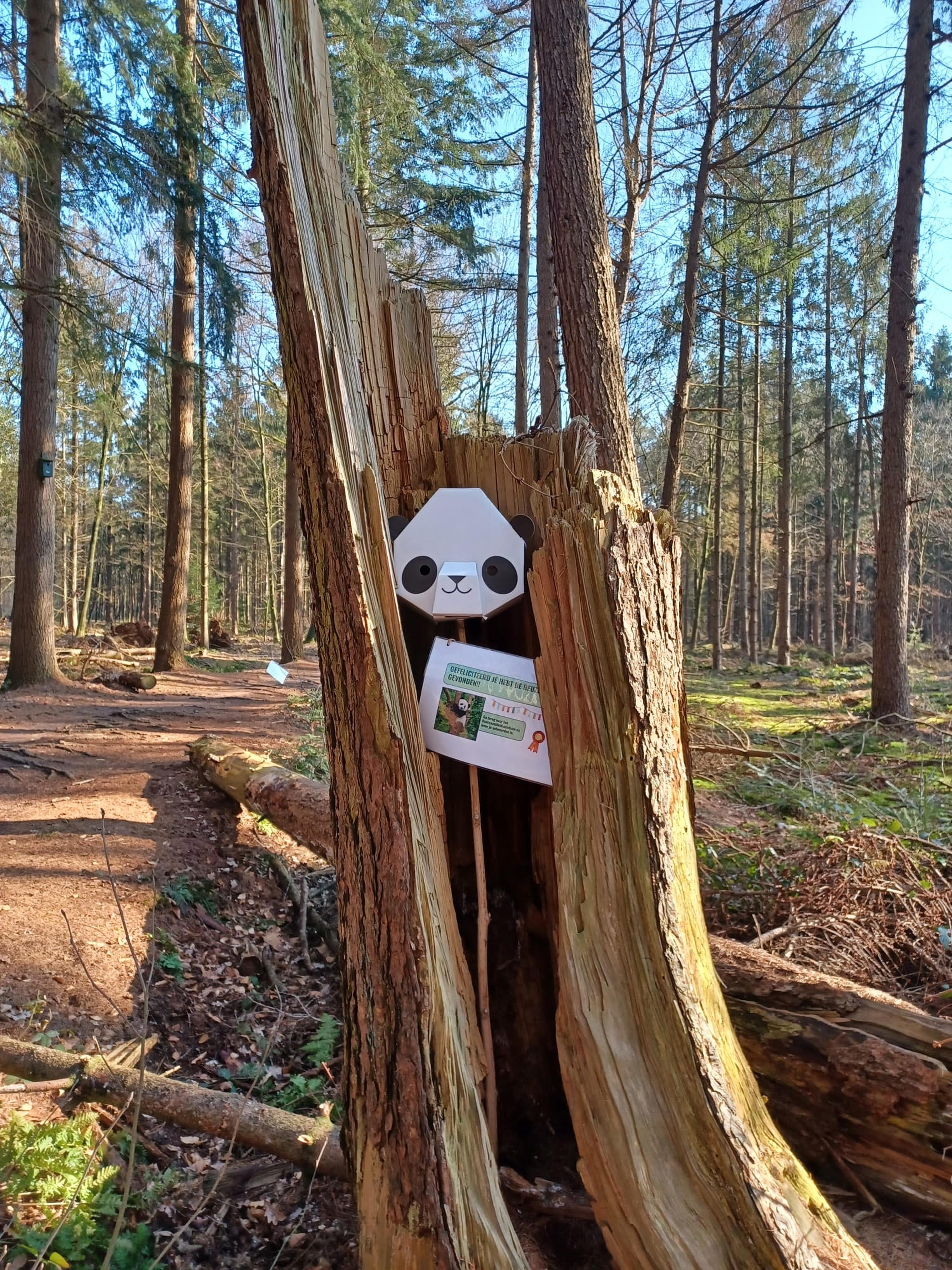 Panda in boom