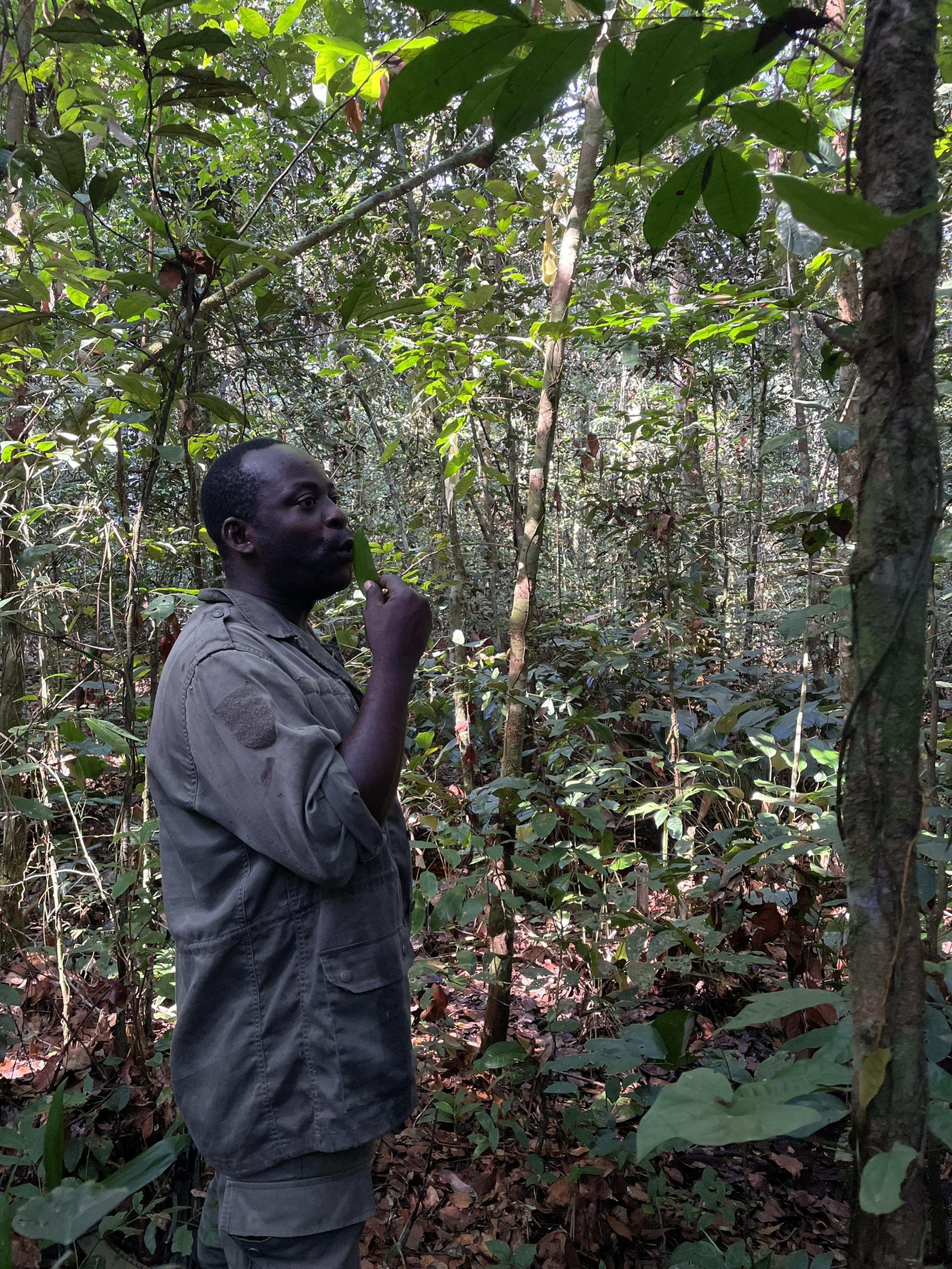 Ranger Roland Okemba blaast op blaadje, Congo