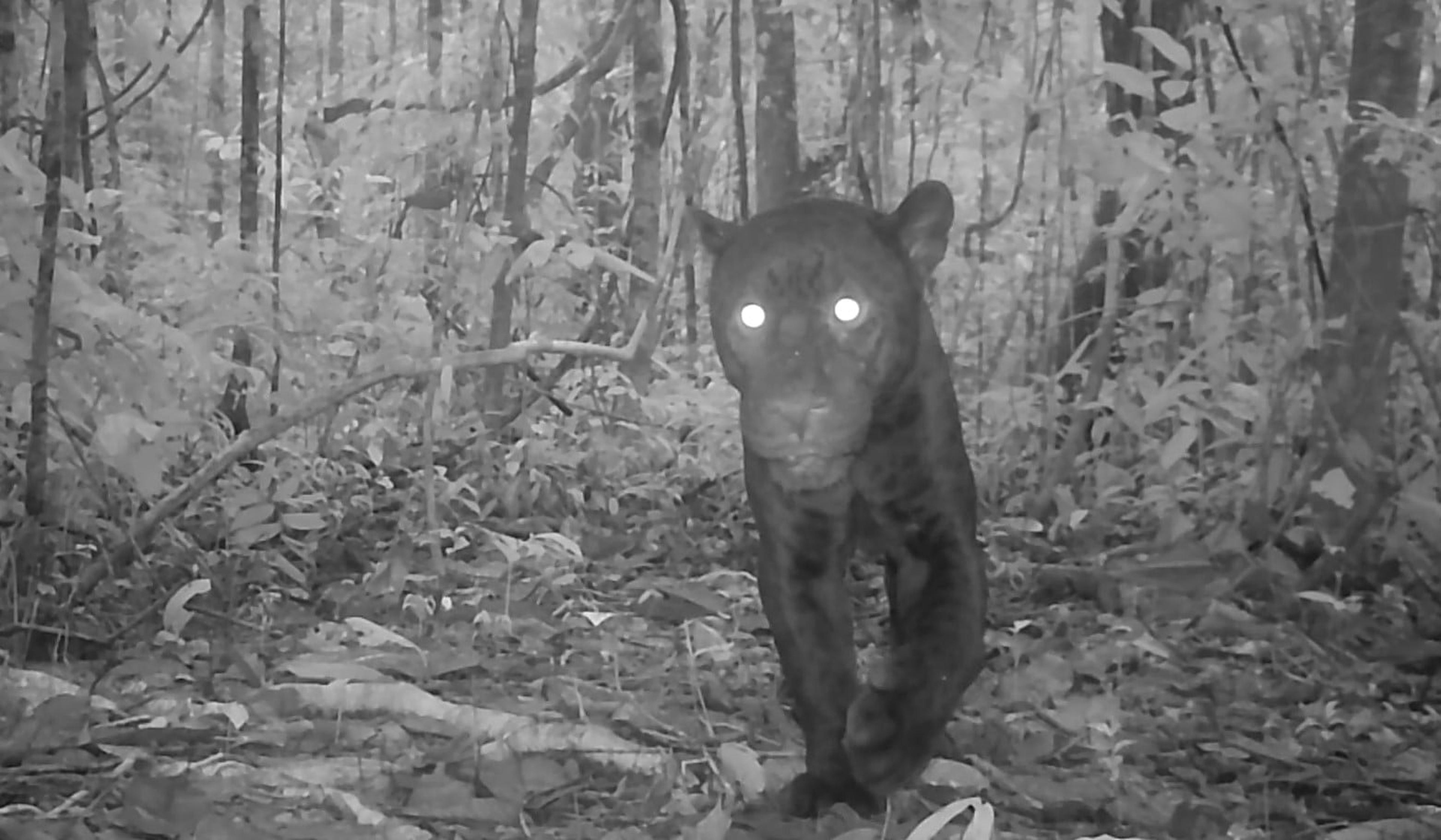 Zwarte jaguar op wildcamera