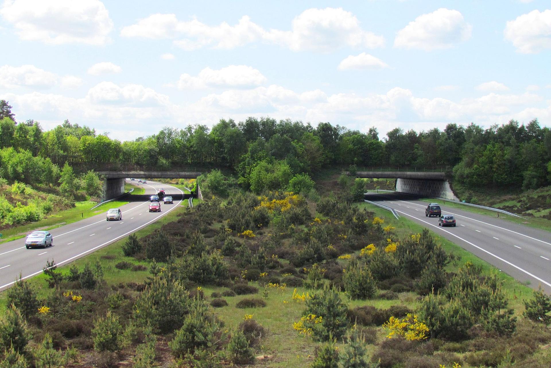 Het Dr. Harm E. van de Veen Ecoduct over de A1 bij Kootwijk