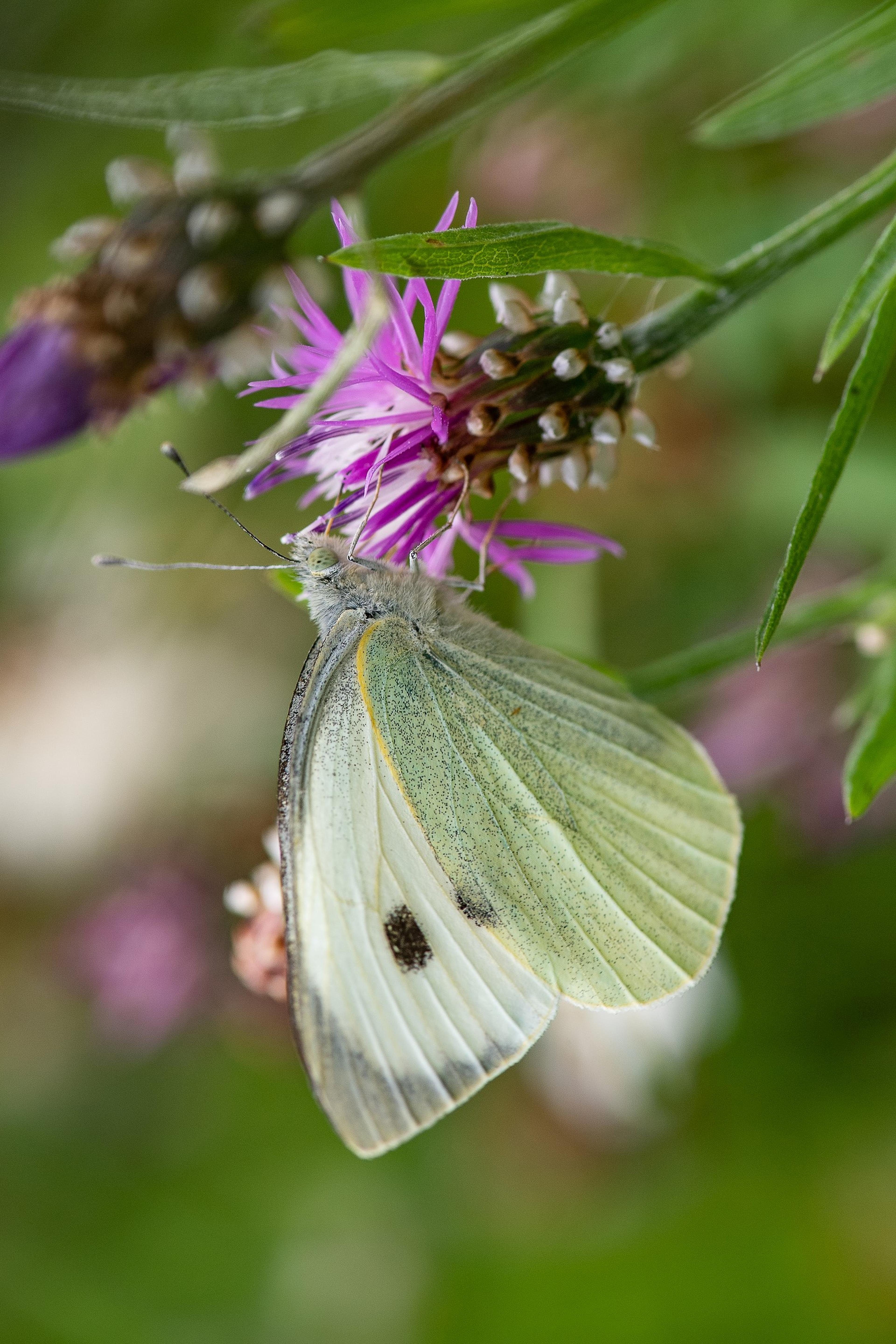 Close-up vlinder