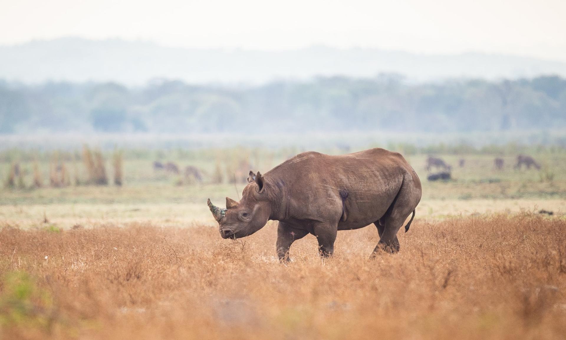 Zwarte neushoorn staat op het gras