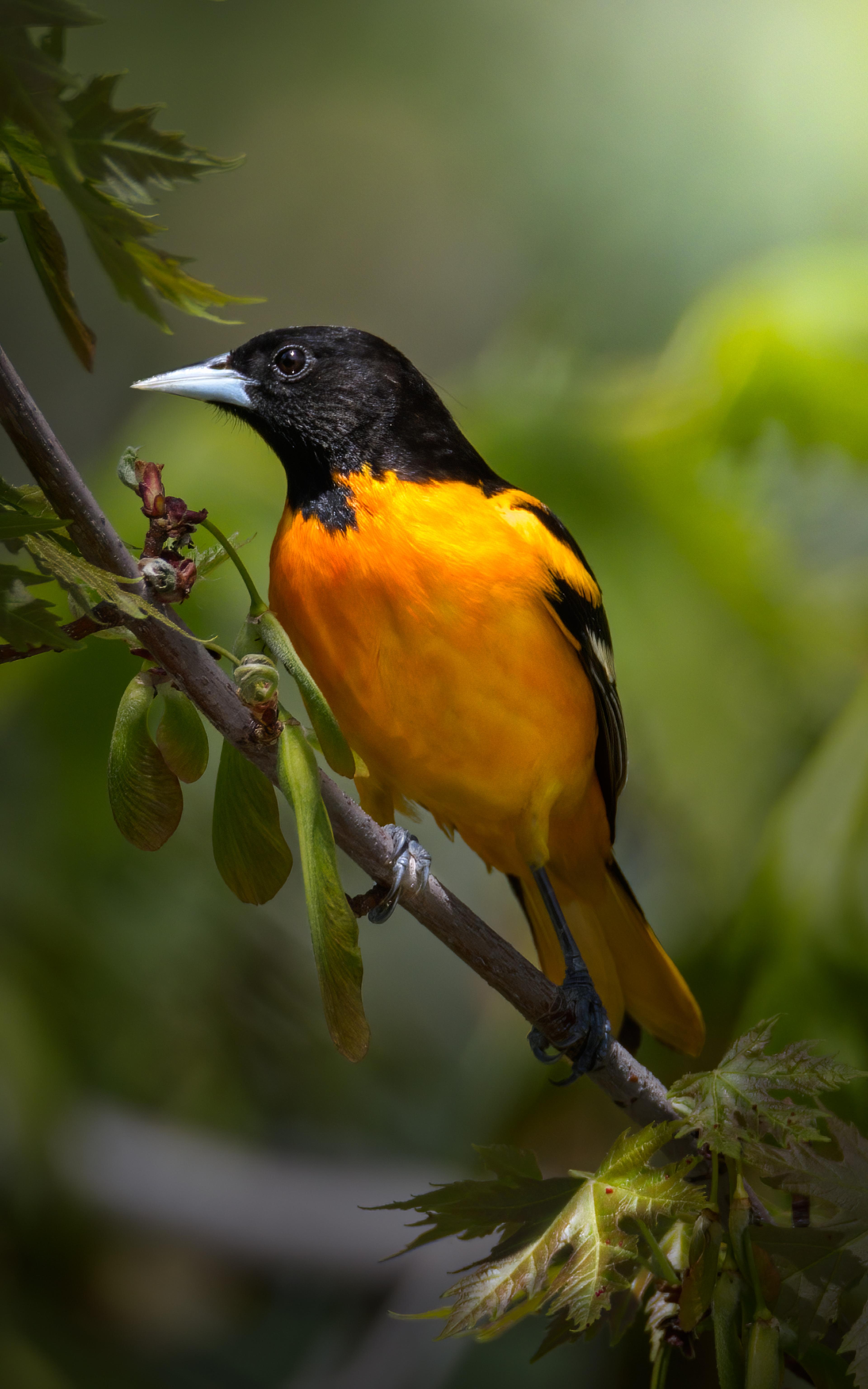 Gele vogel op tak