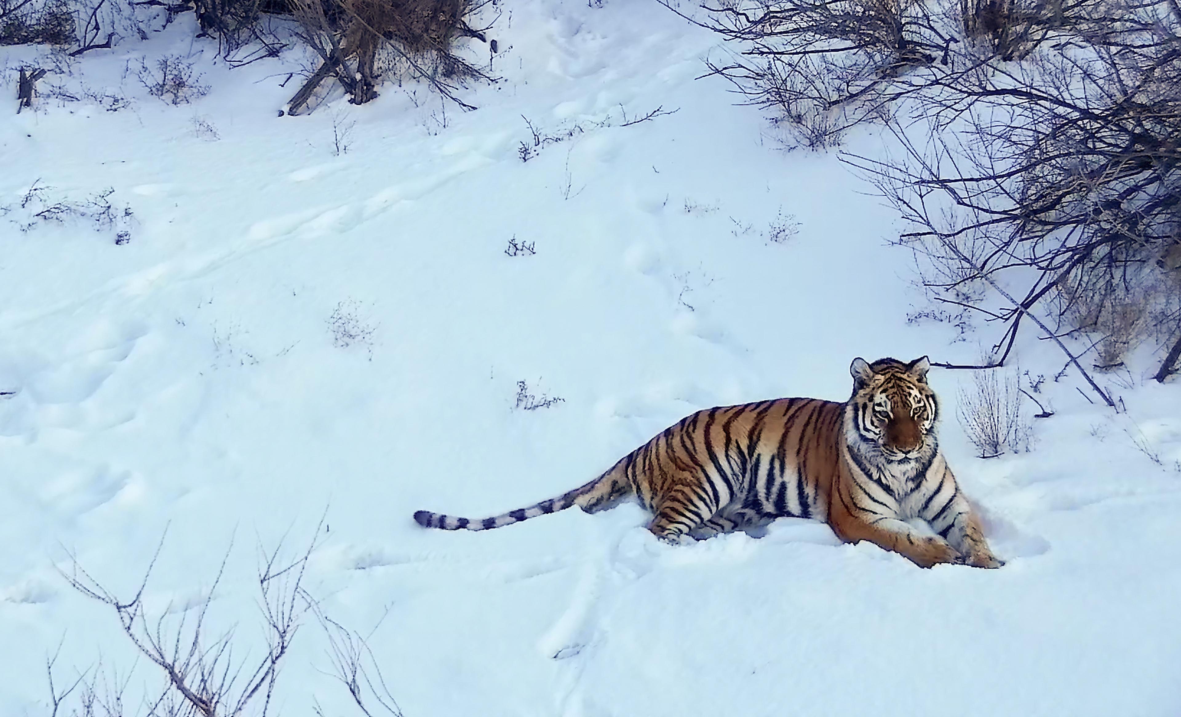 Nederlandse tijger in Kazachstan