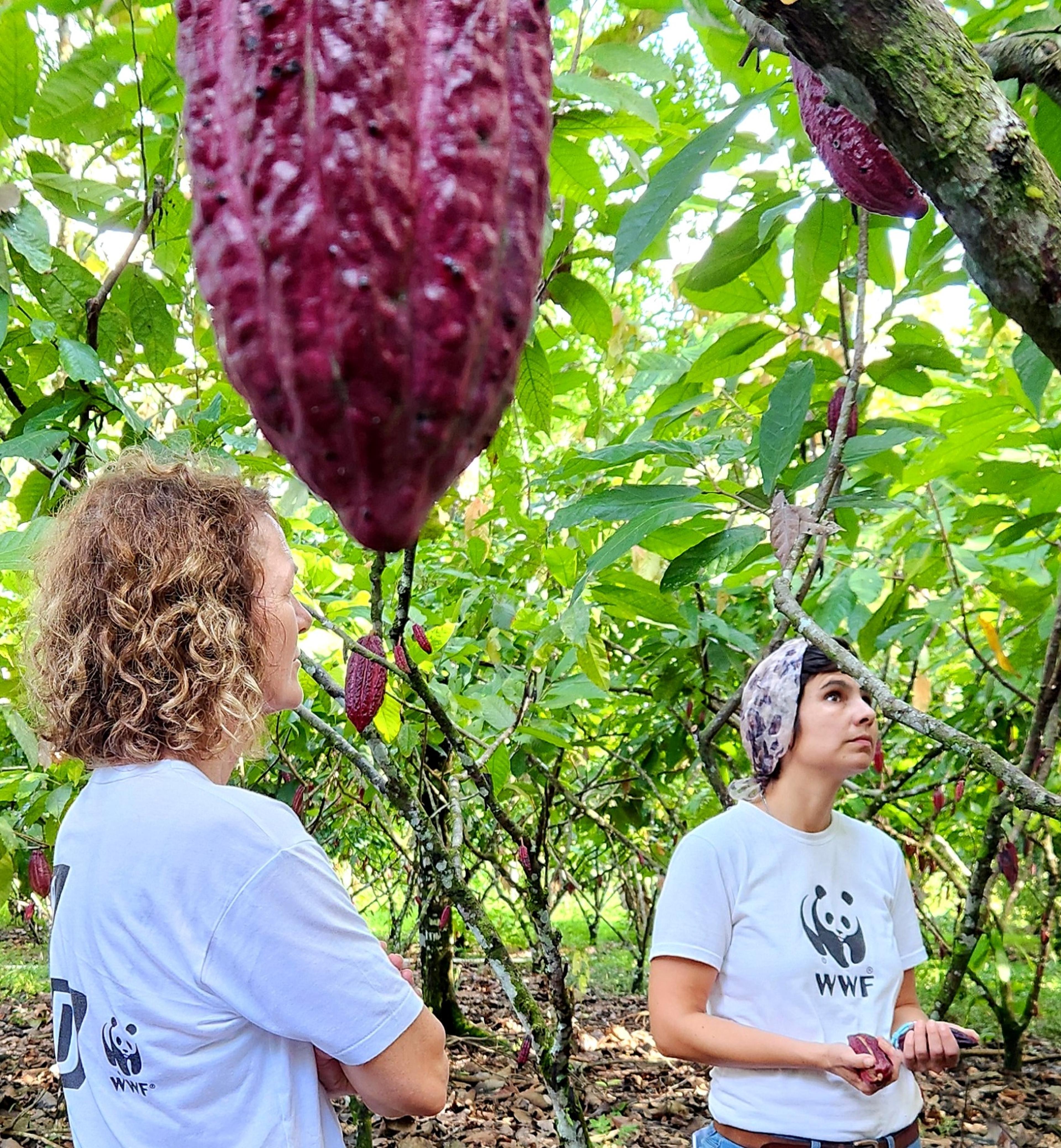 Twee vrouwen met een tshirt aan met het WWF logo erop kijken naar een cacoa boom