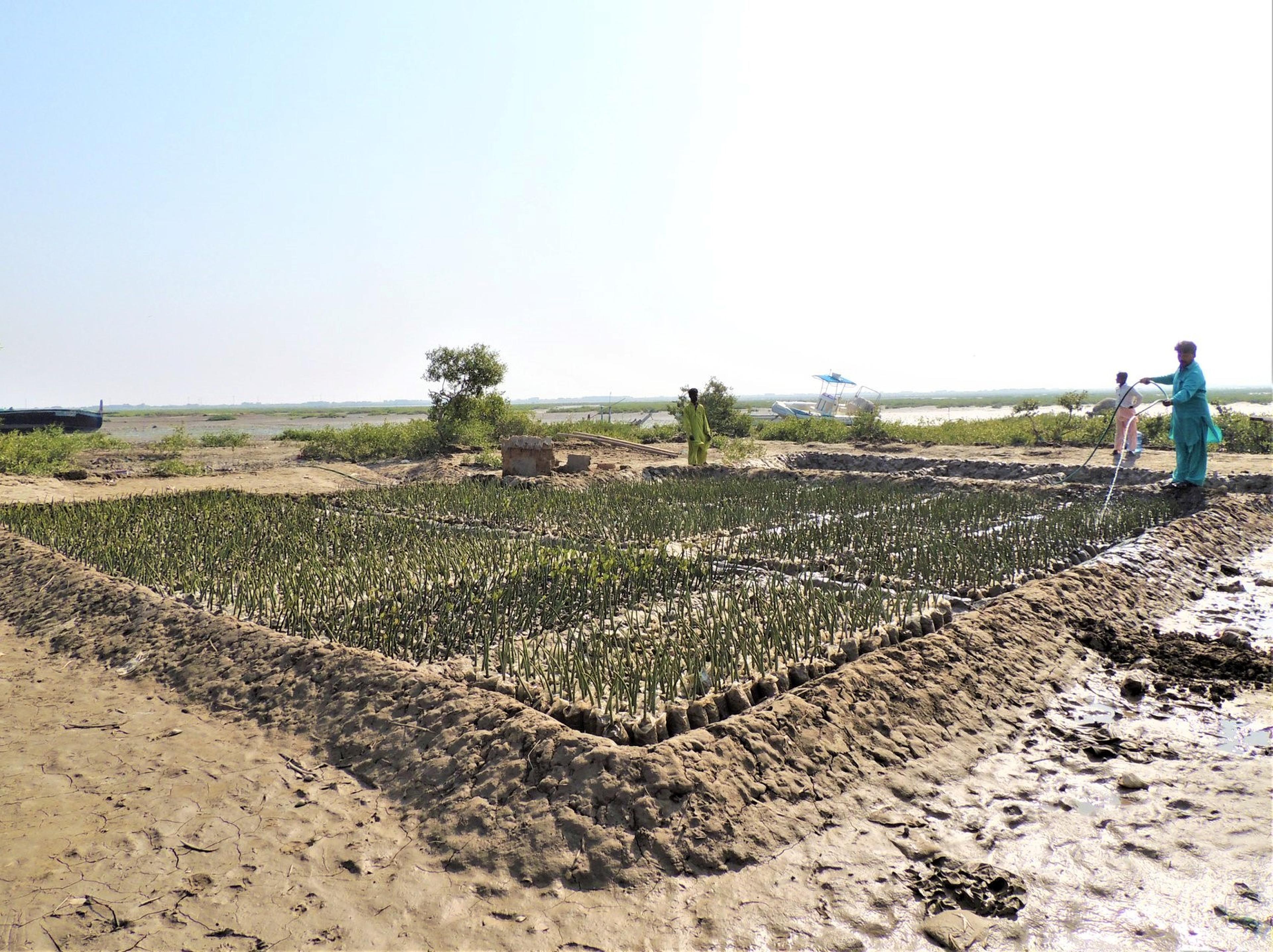 Aangeplante-mangrove-in-Pakistan
